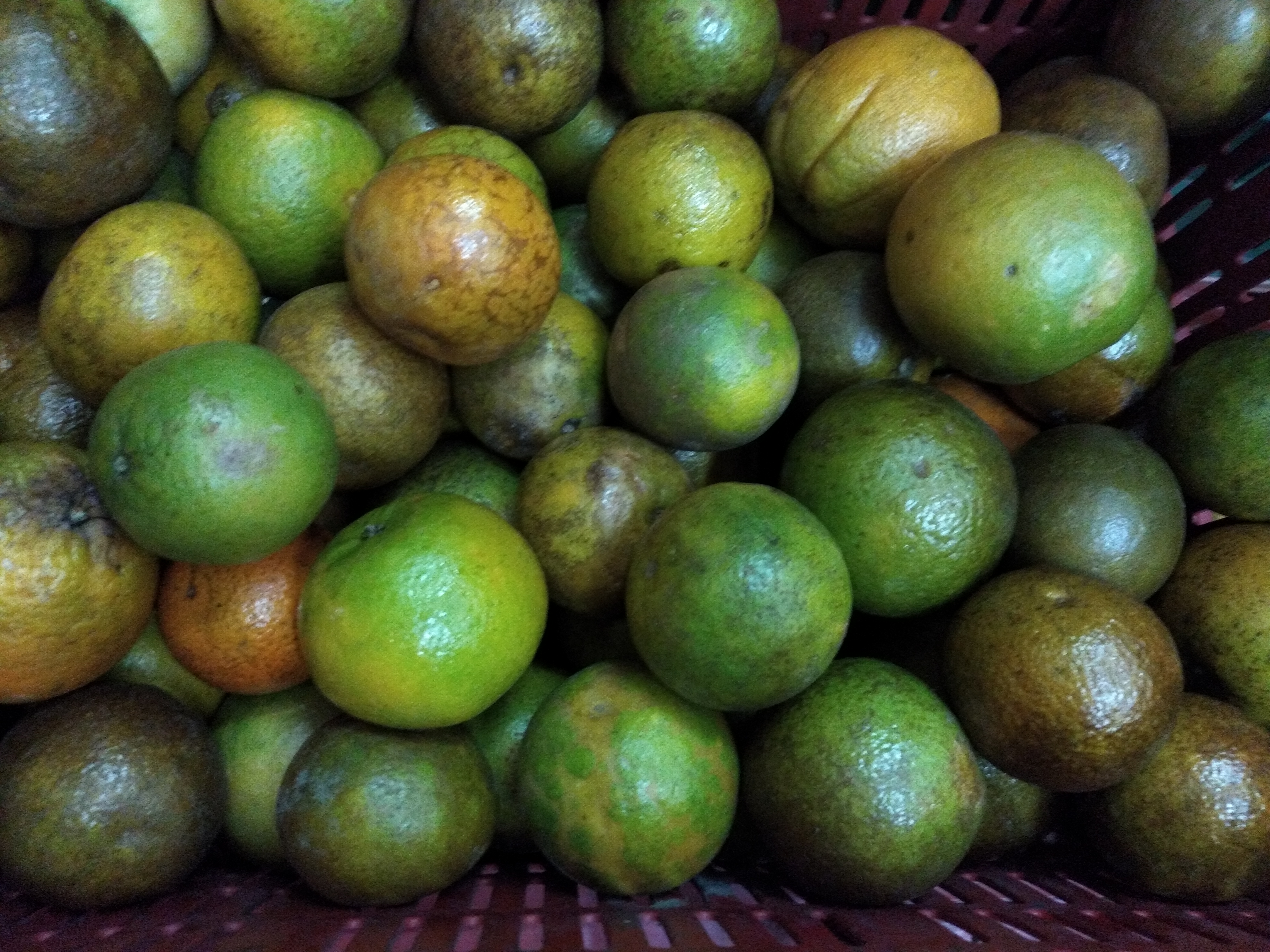 Naranja manchada
