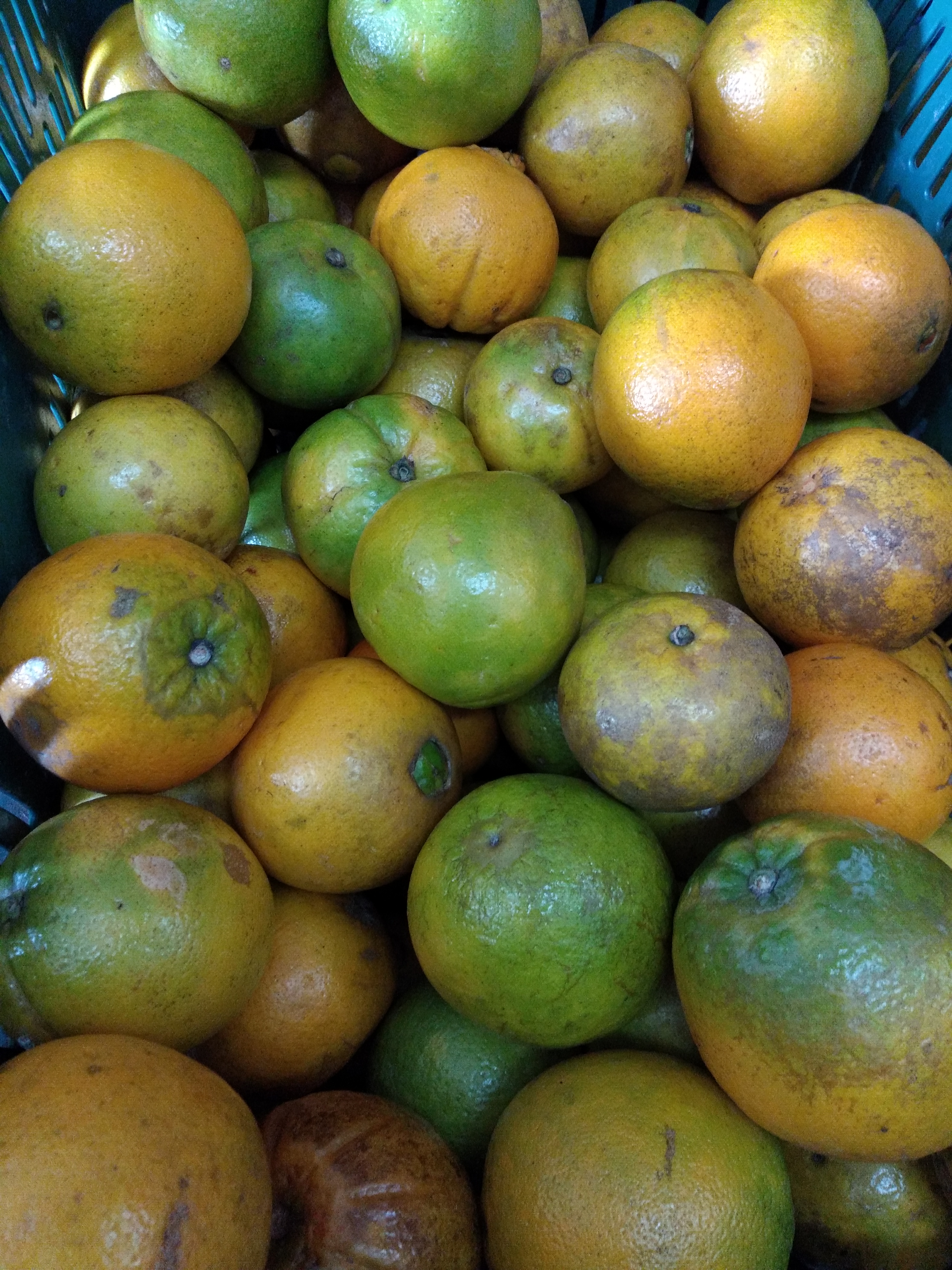 Naranja ombligona