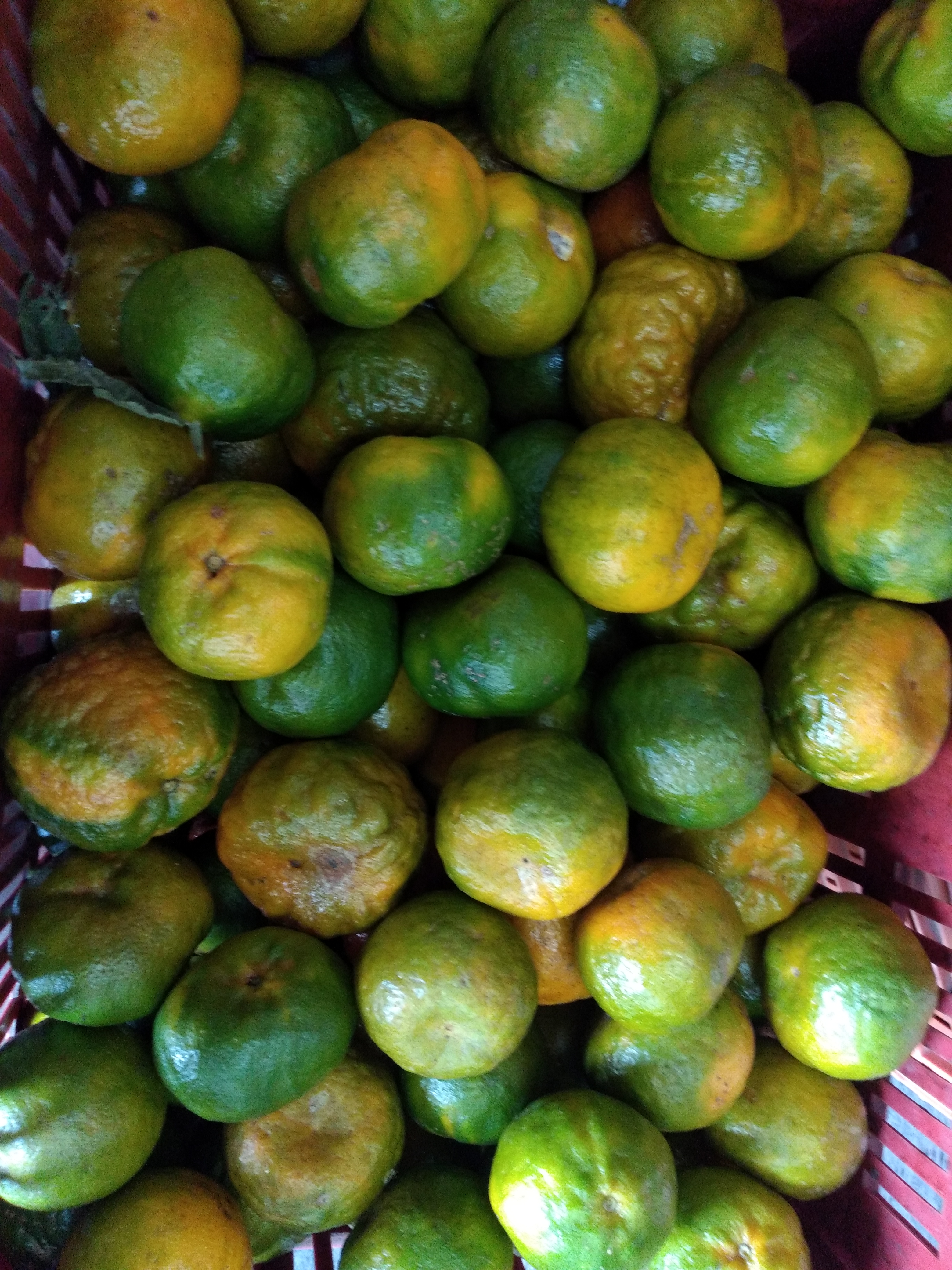 Mandarina segunda