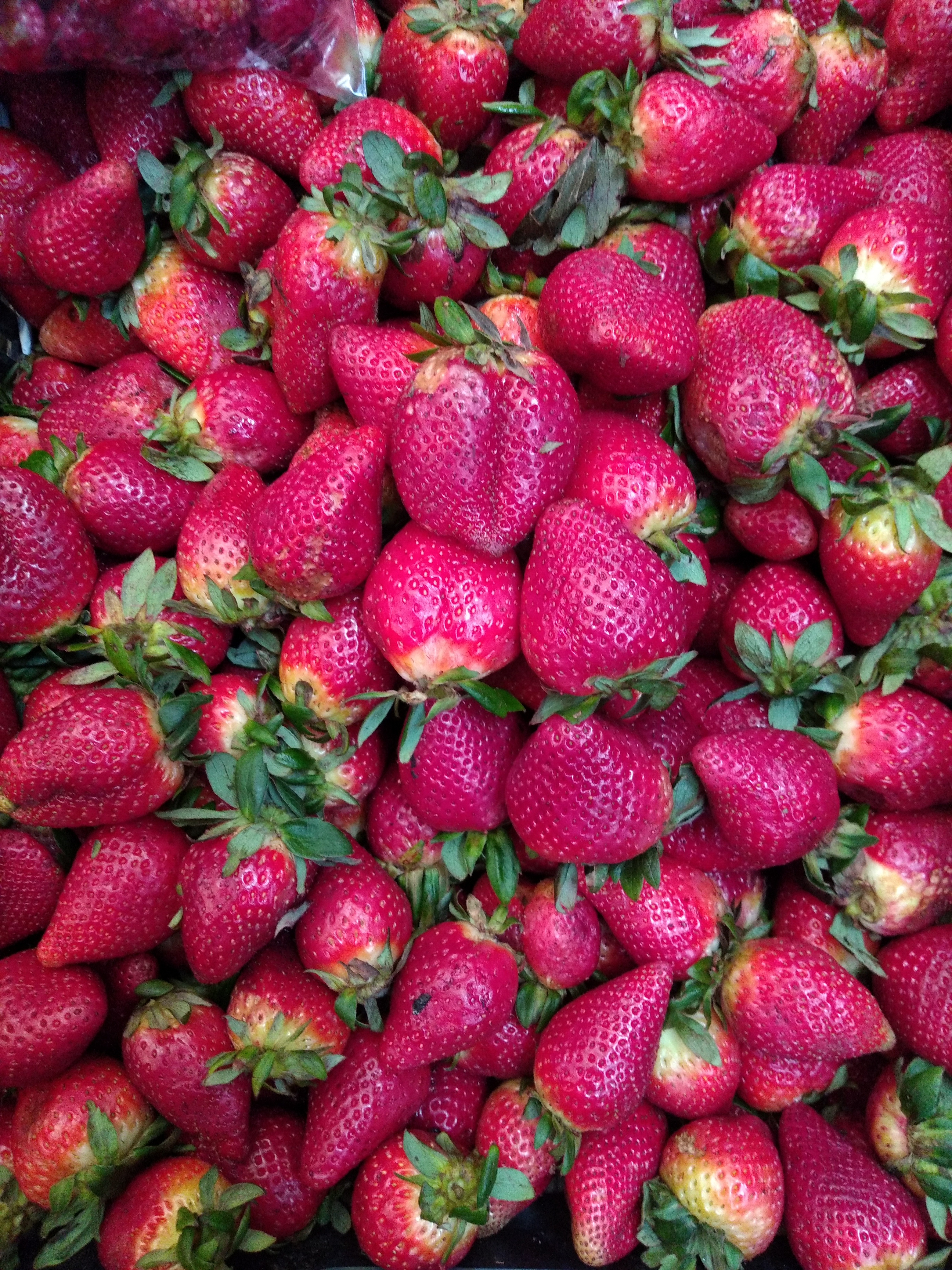 Fresas jumbo