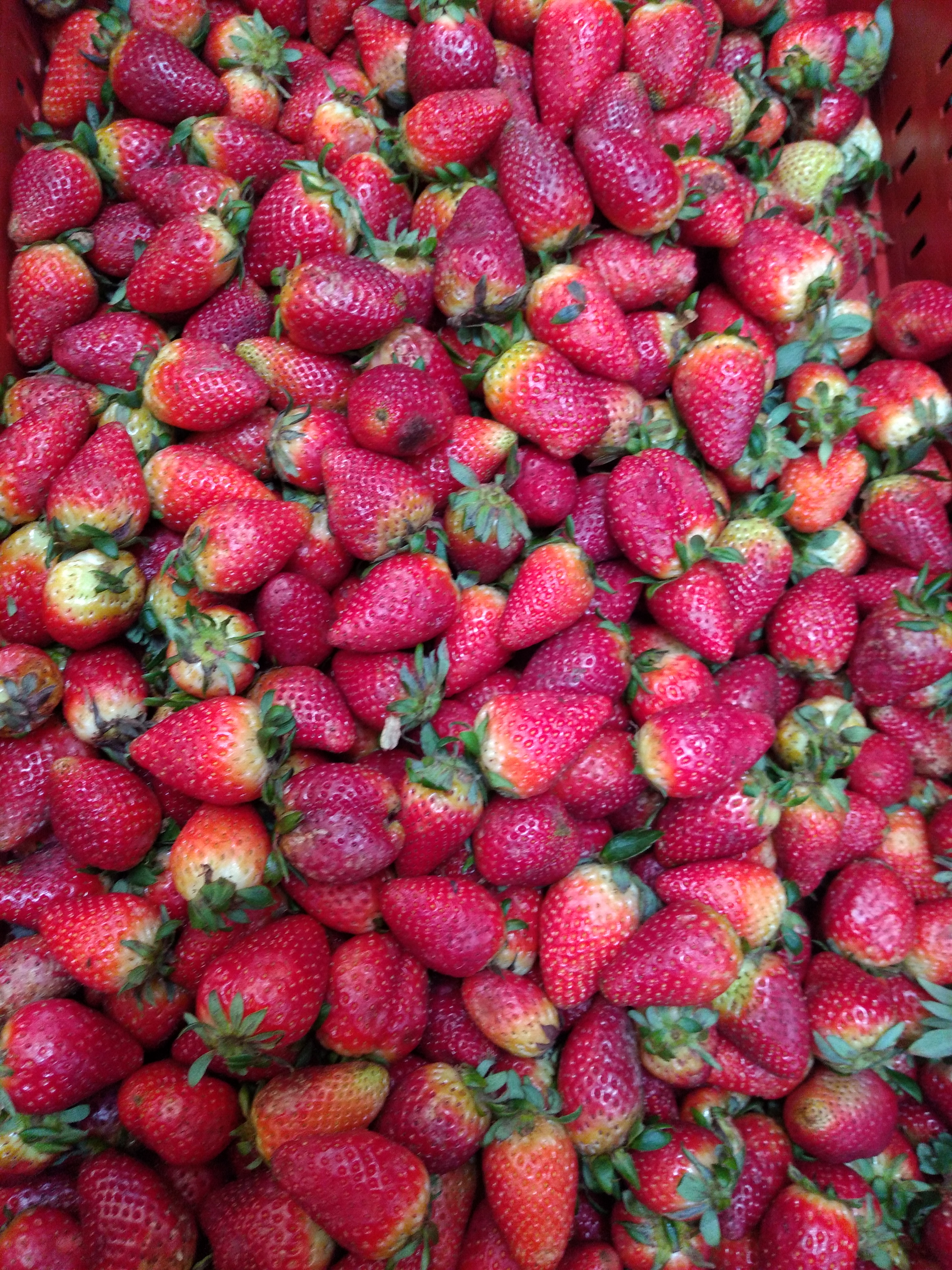 Fresas tercera