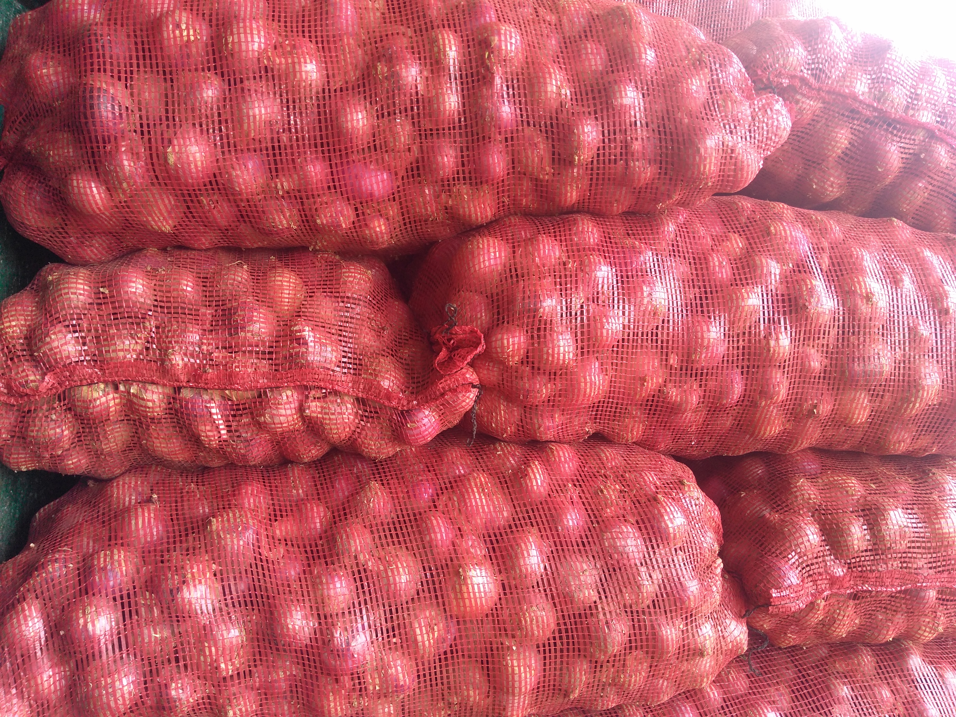 Cebolla ocañera