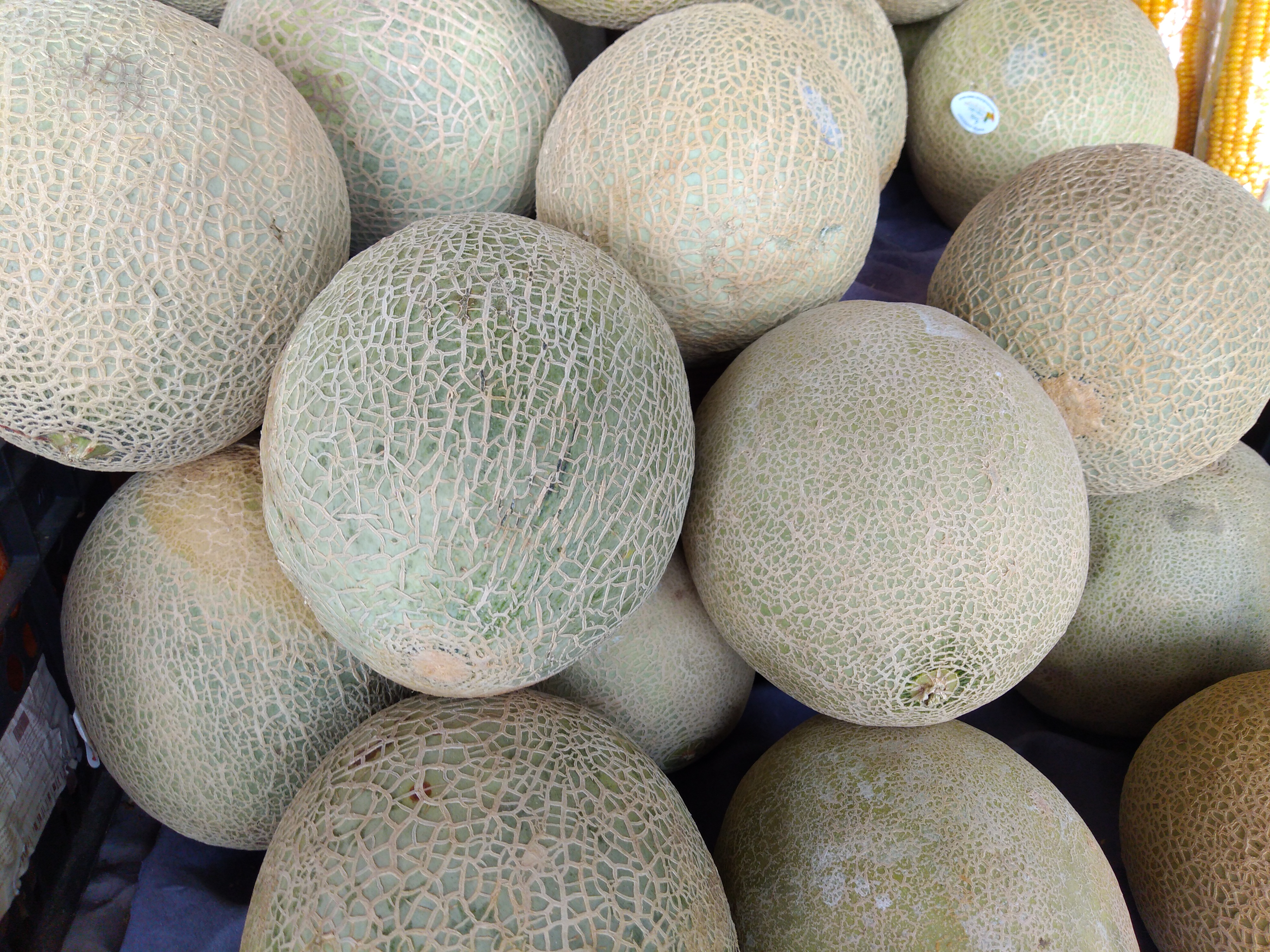 Melón