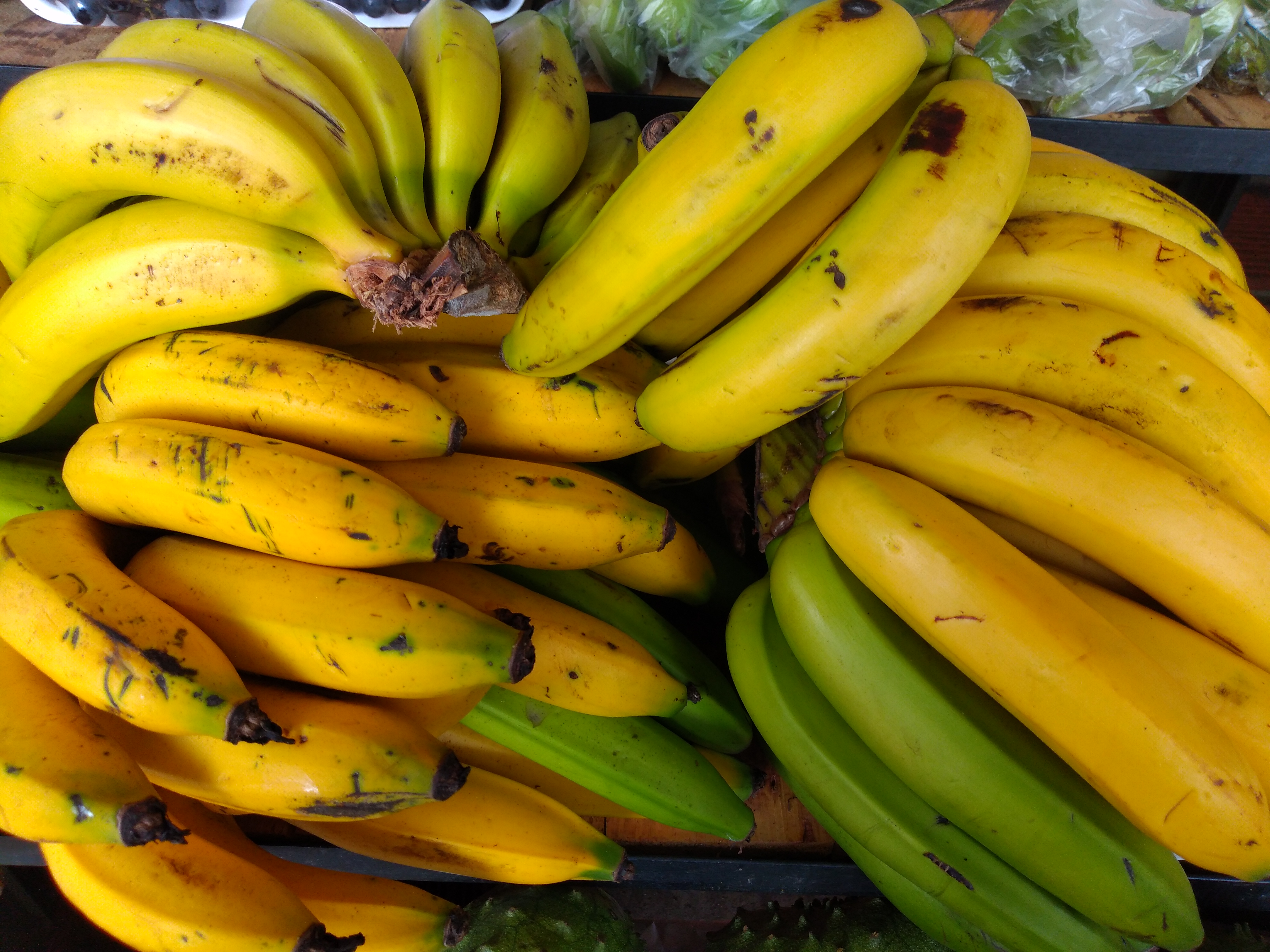 Banano criollo