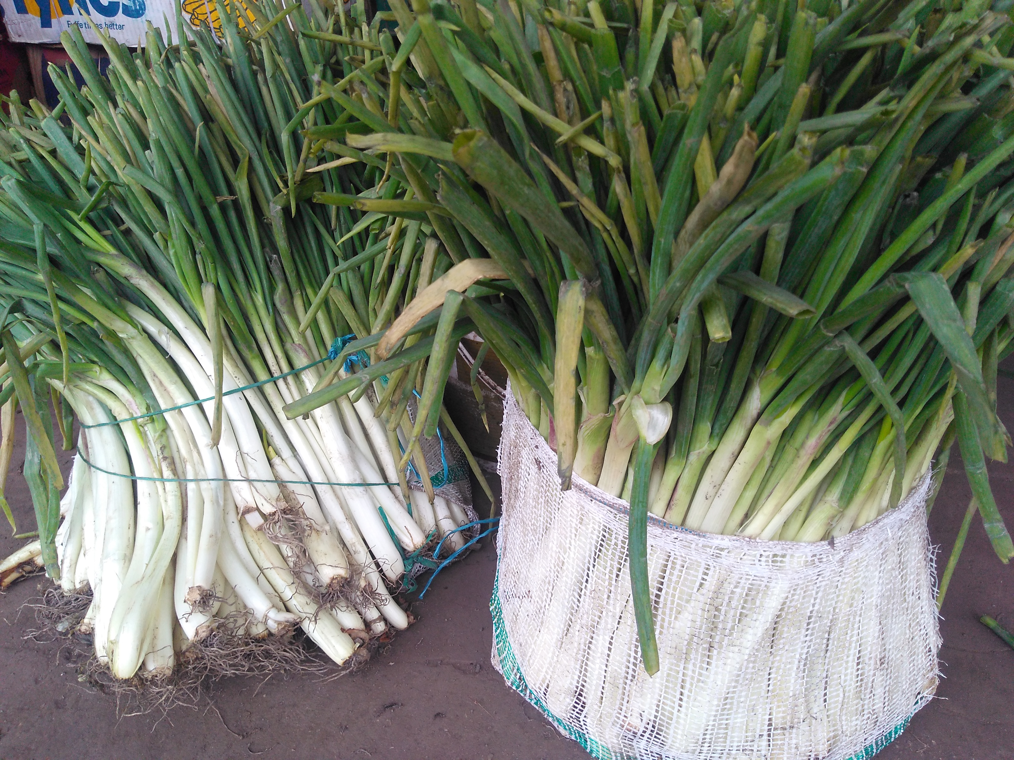 Cebollin