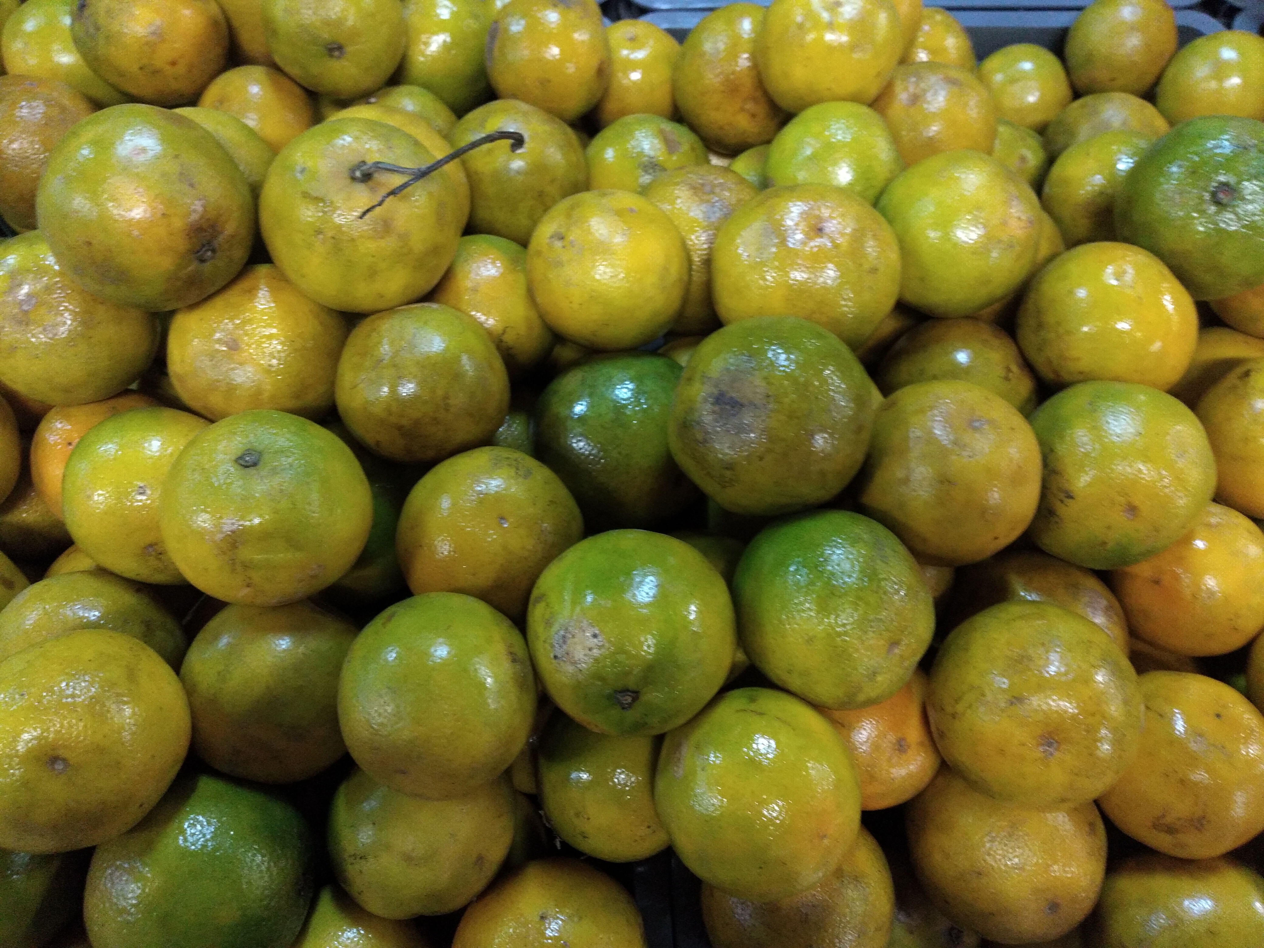 Naranja valencia