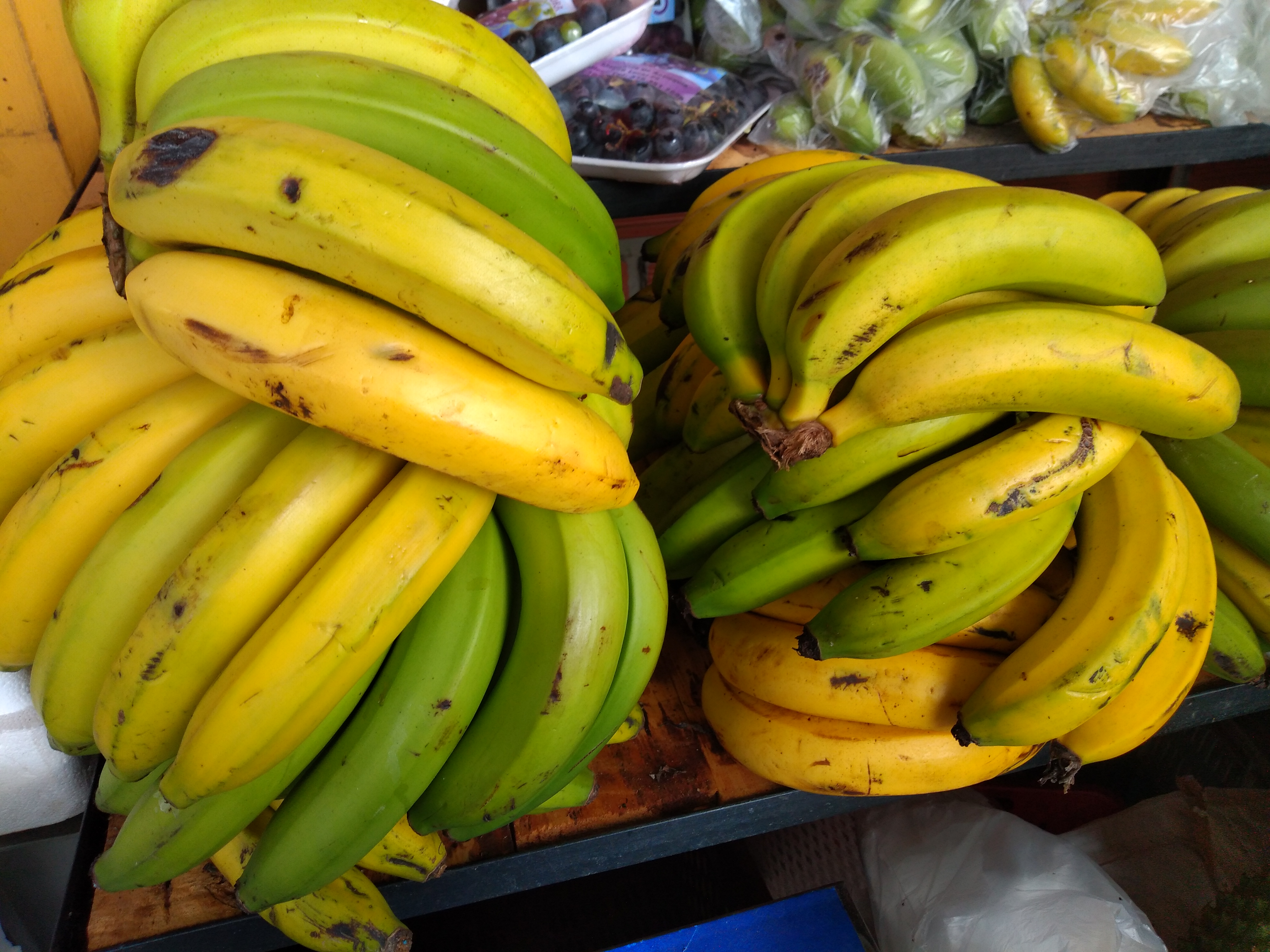 Banano criollo