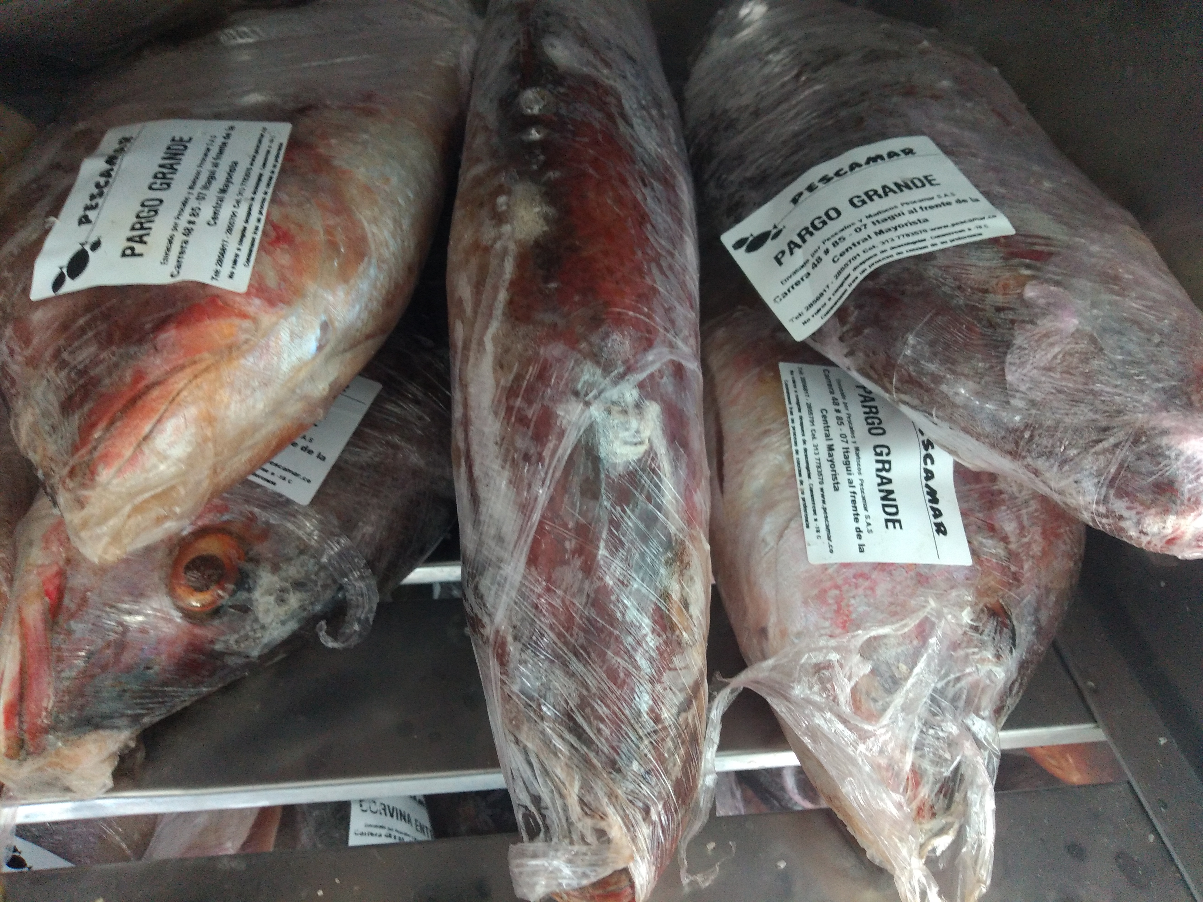 Pargo grande
