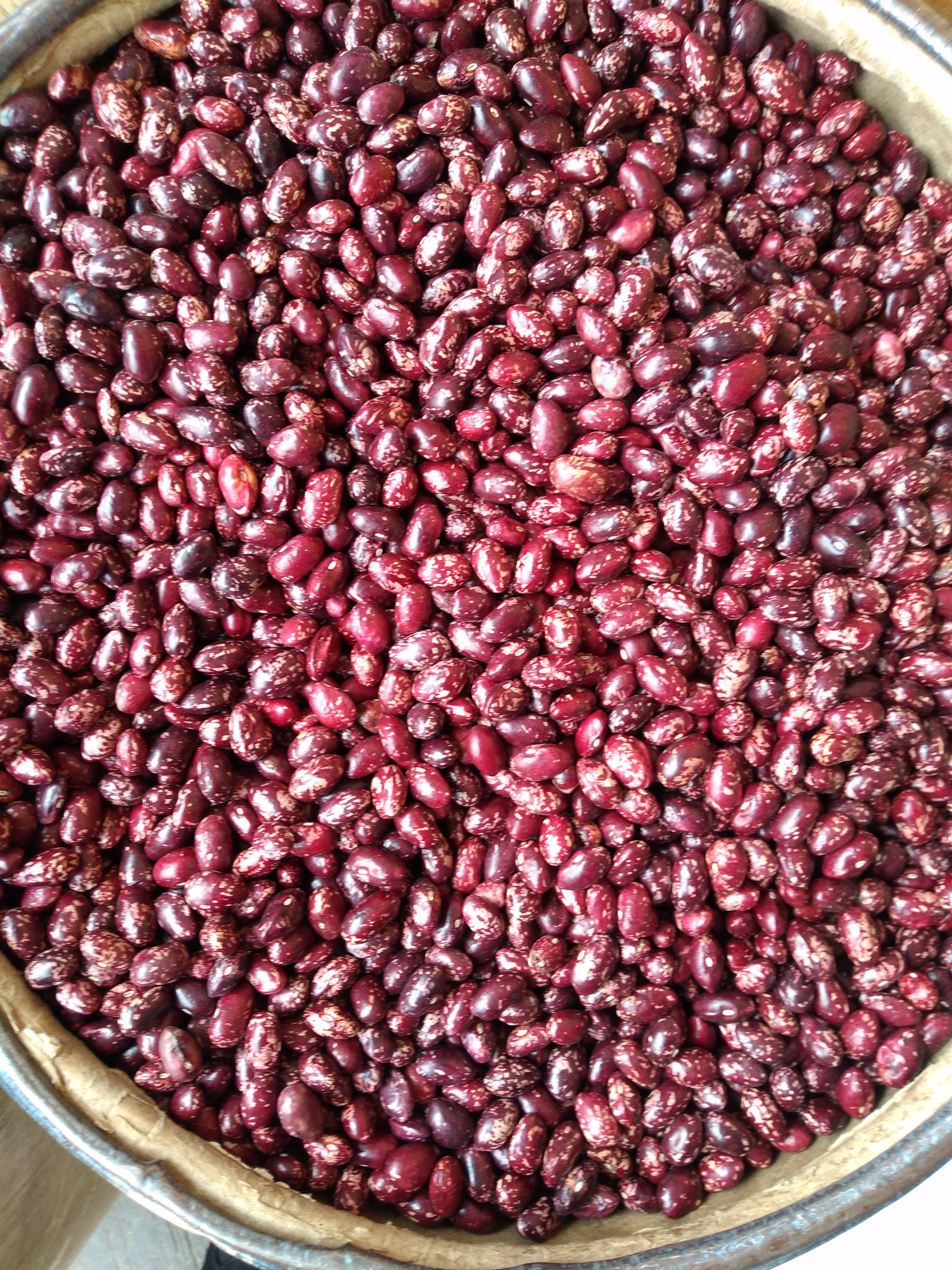 Frijol cargamanto rojo