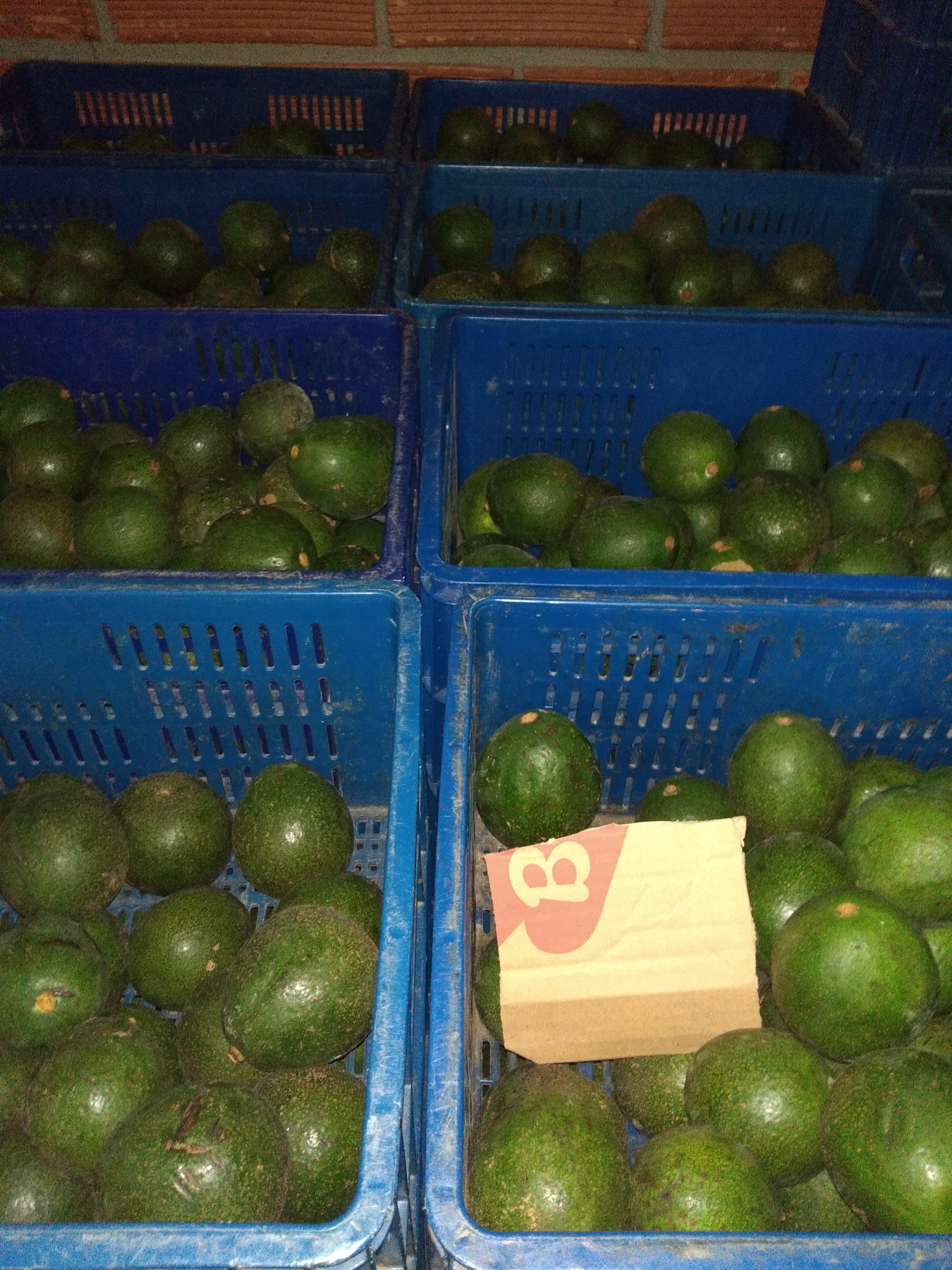Aguacate reed