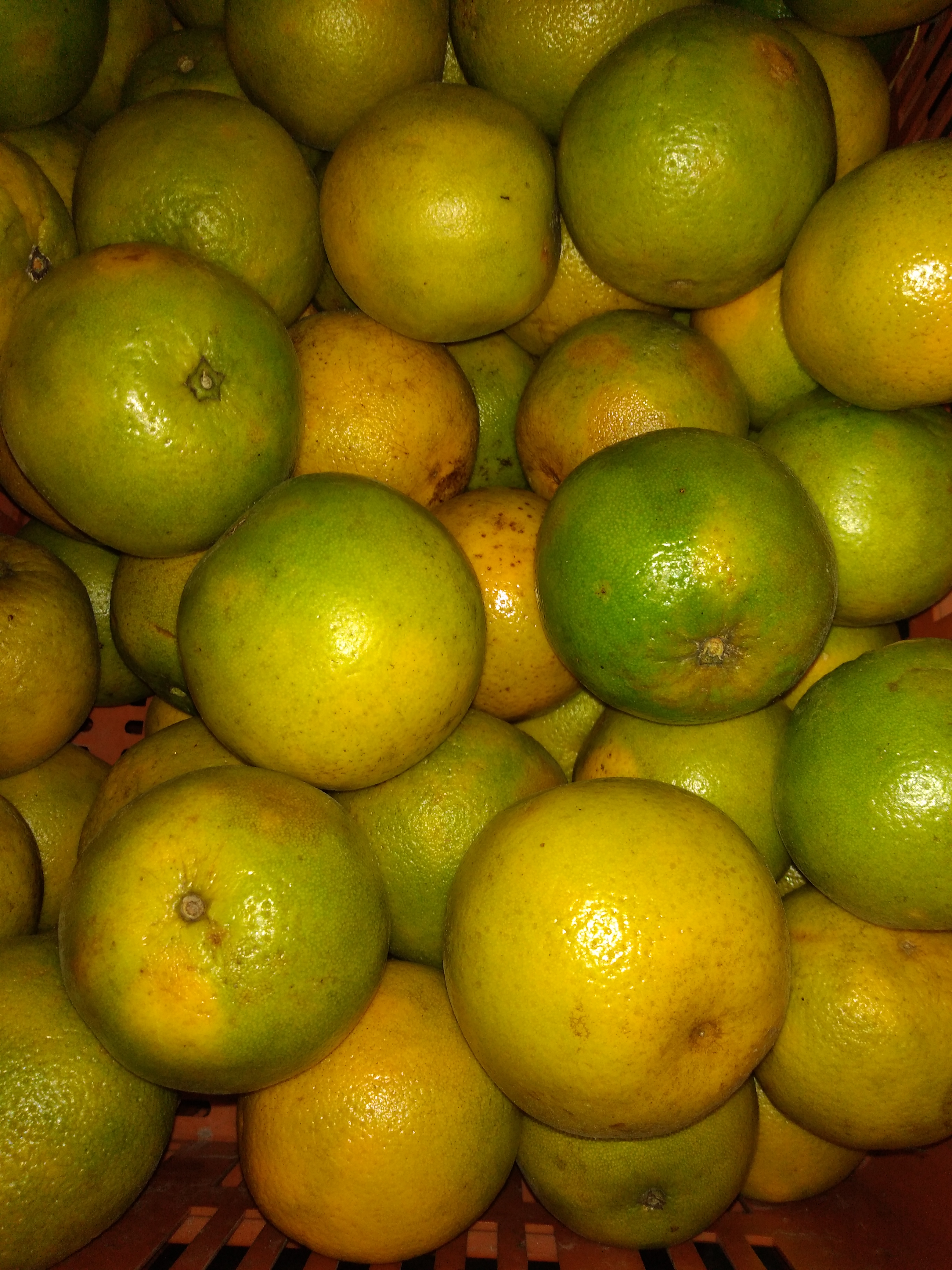 Naranja valencia primera