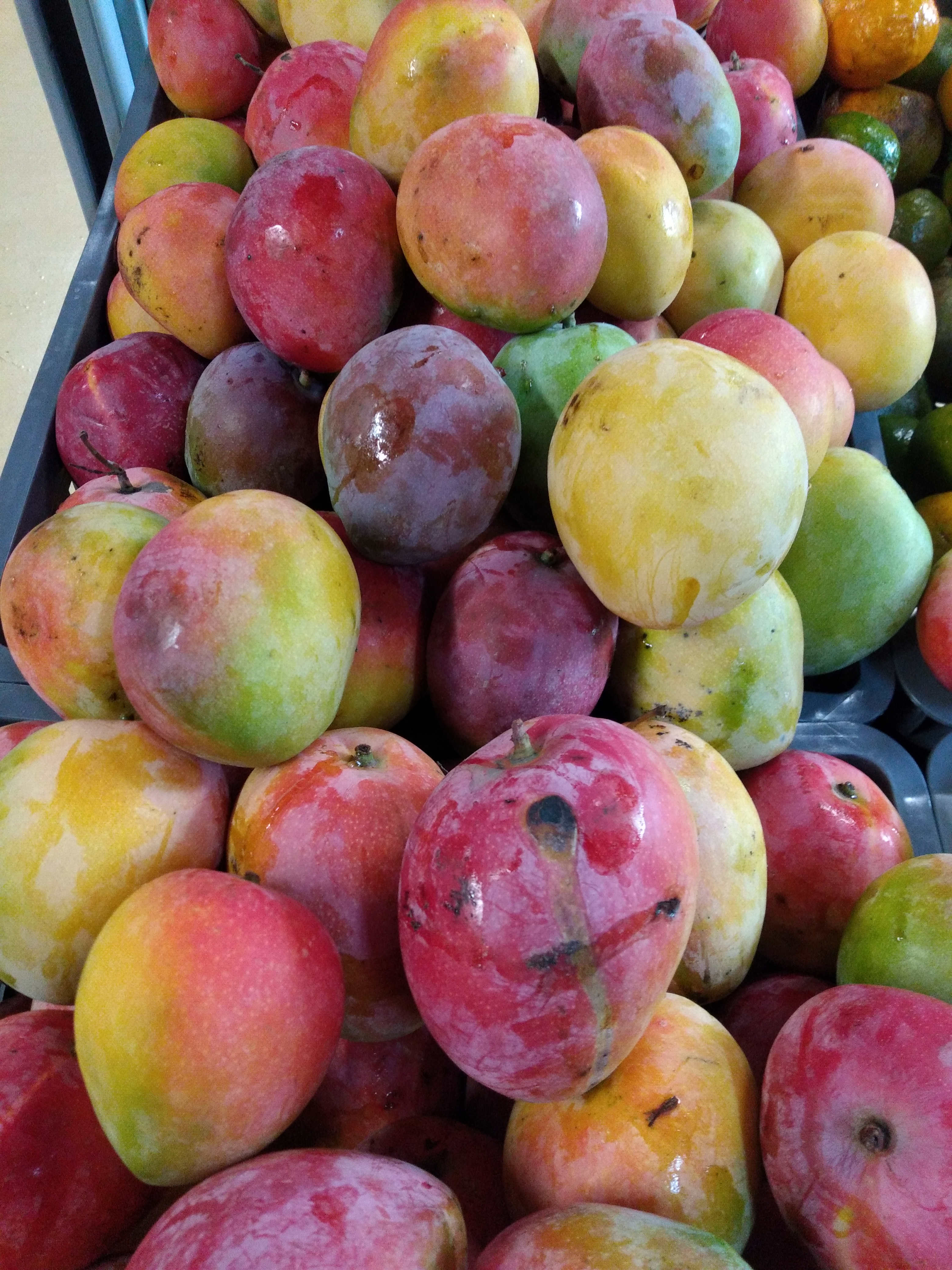 Mango manzano