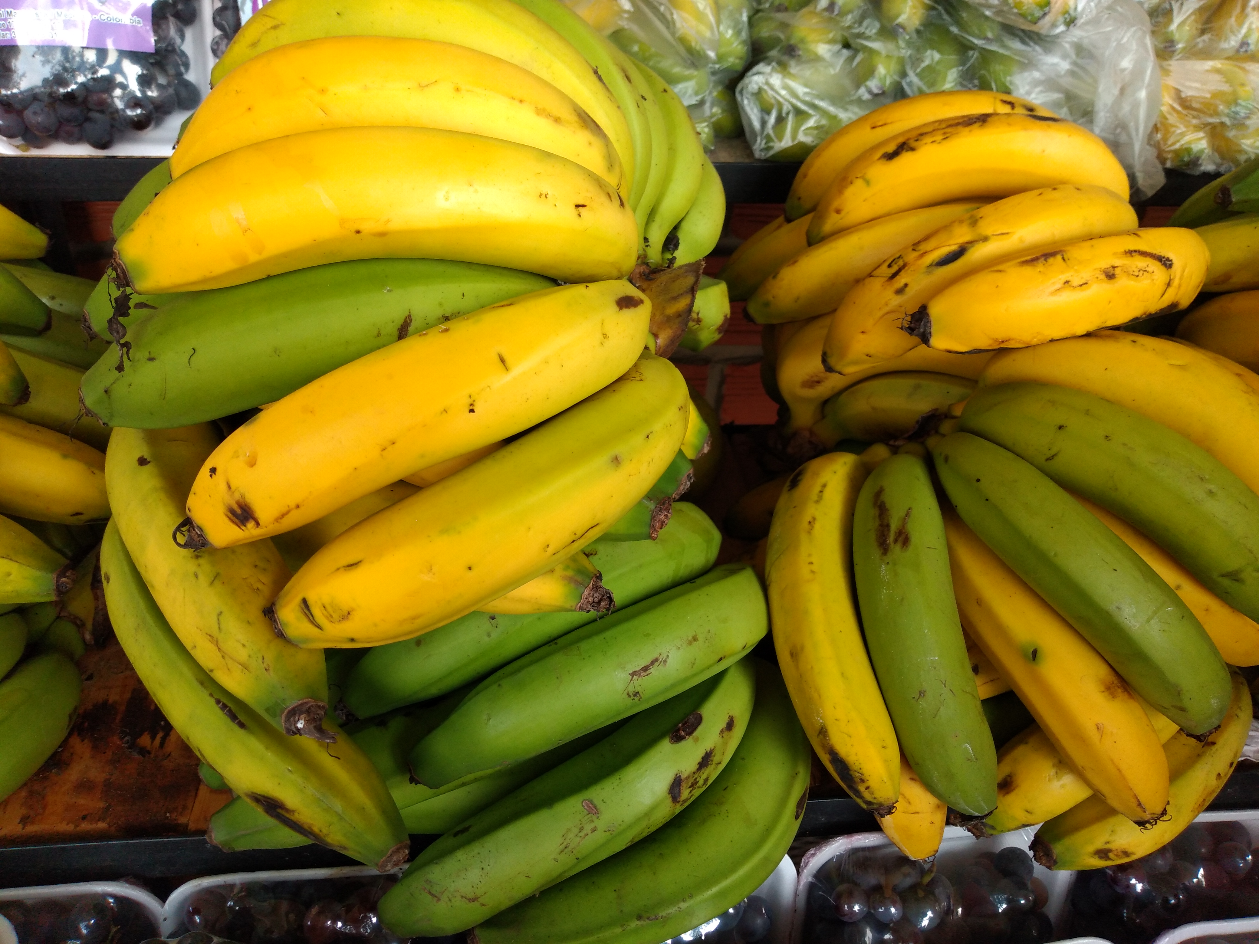 Banano criollo