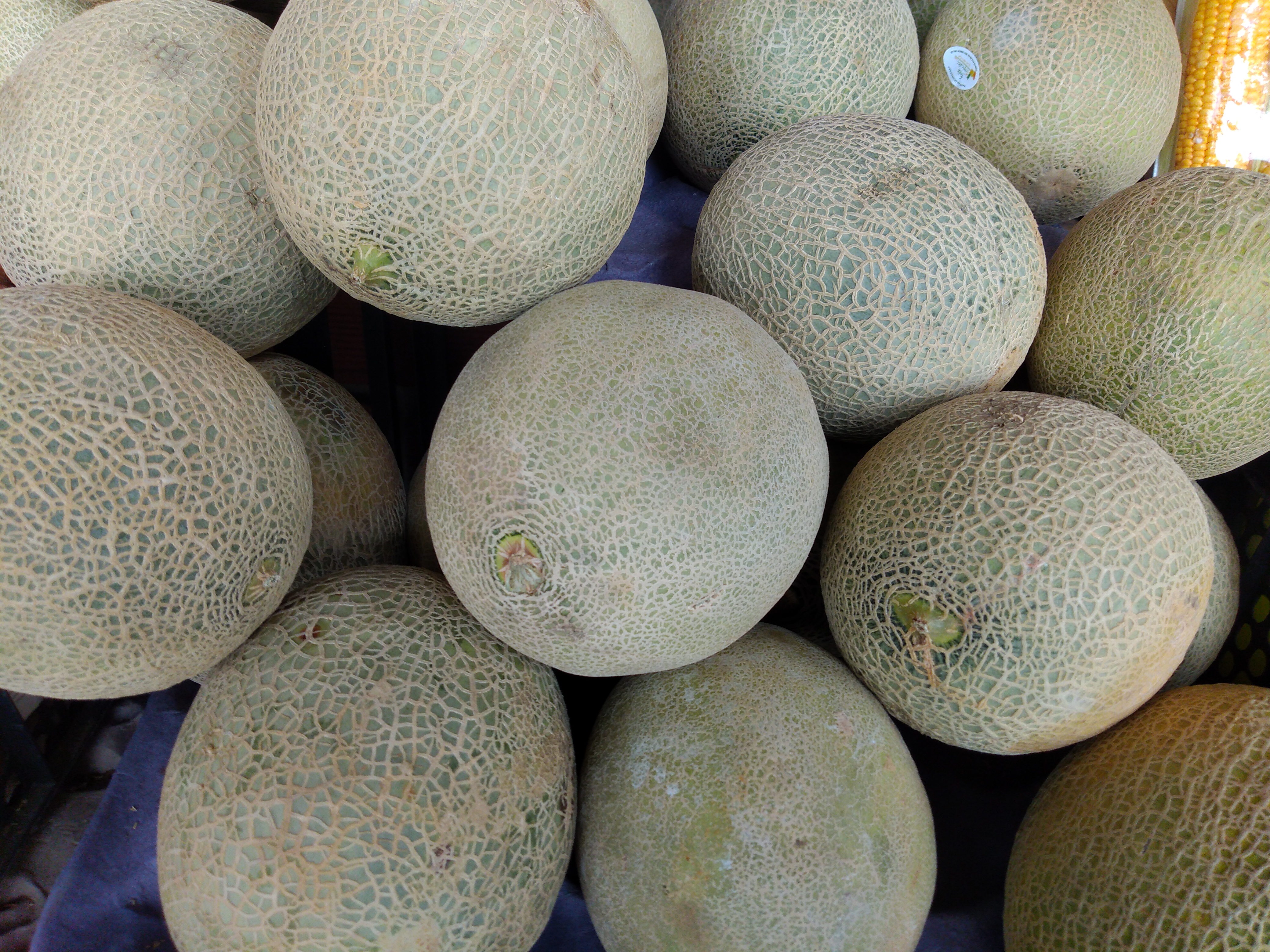 Melón