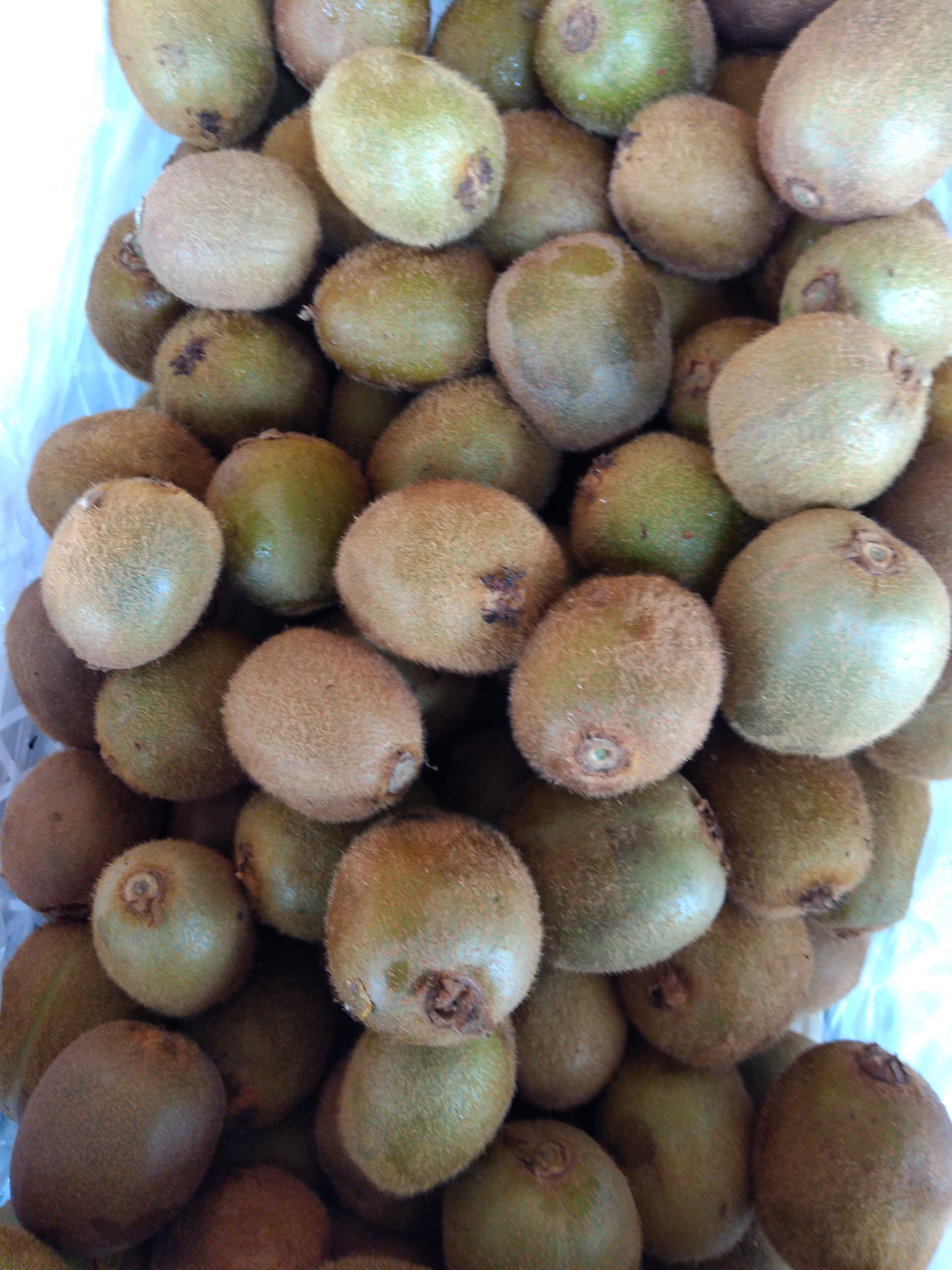 Kiwi