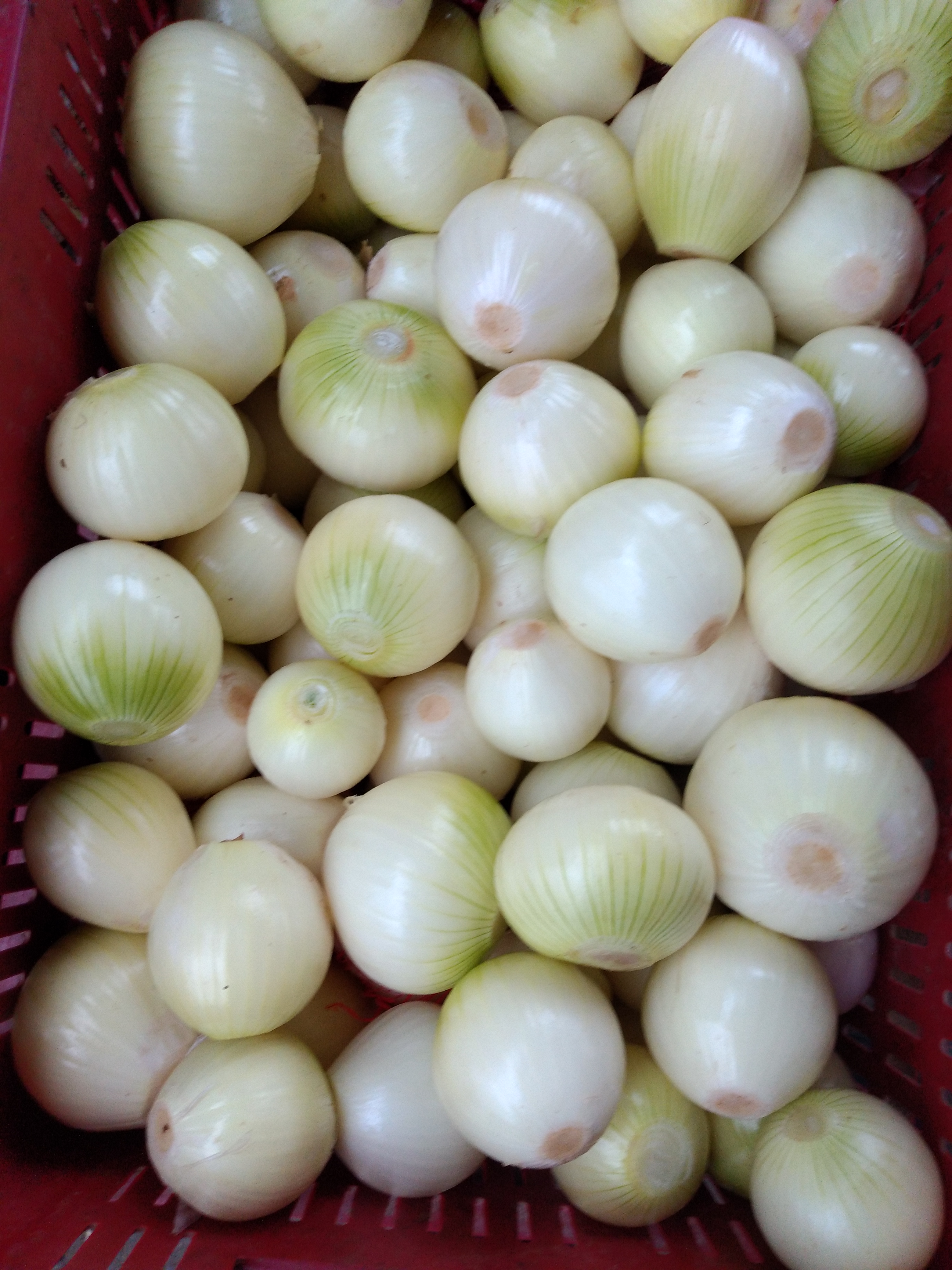 Cebolla de huevo pelada