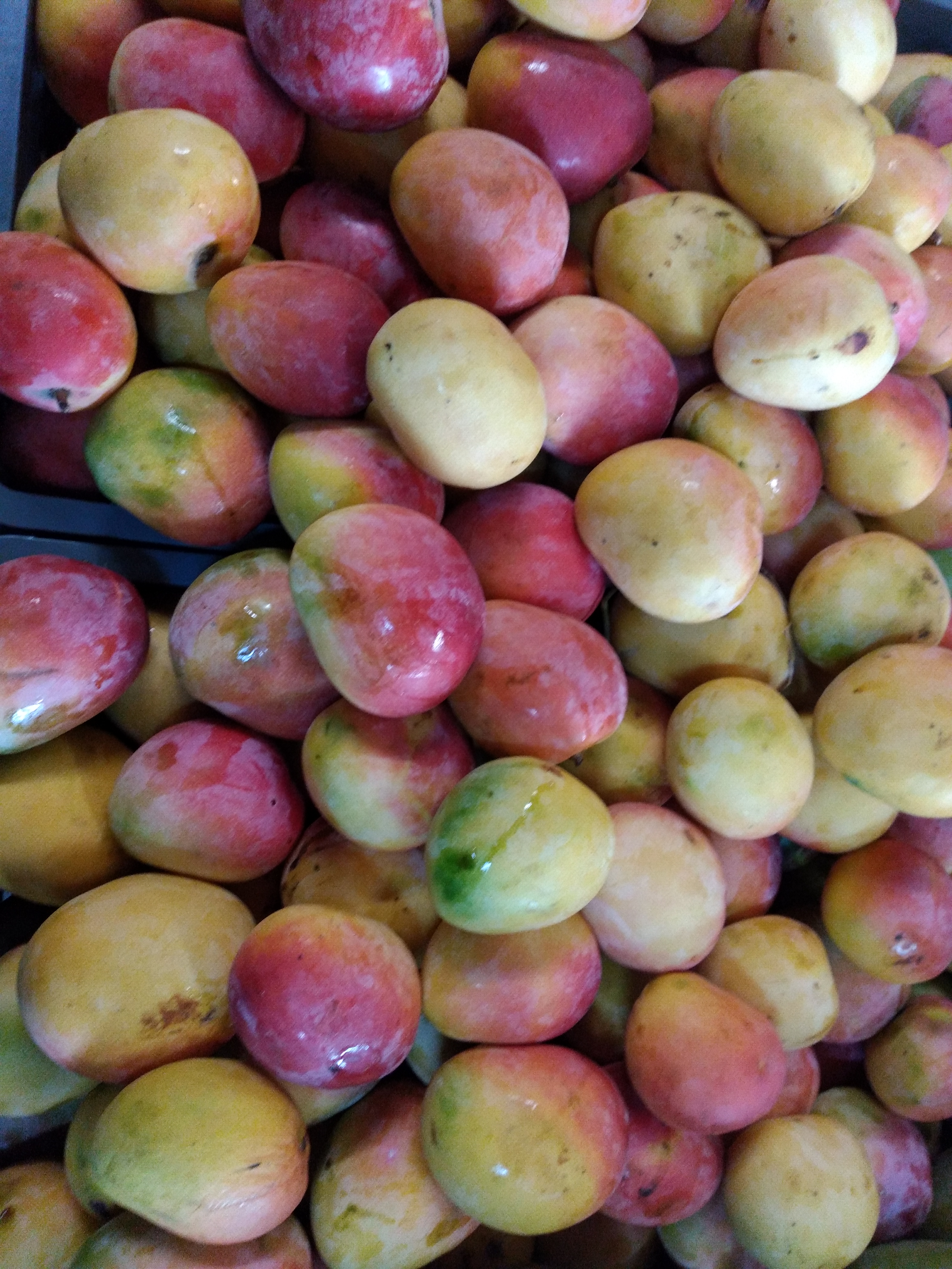 Mango manzano