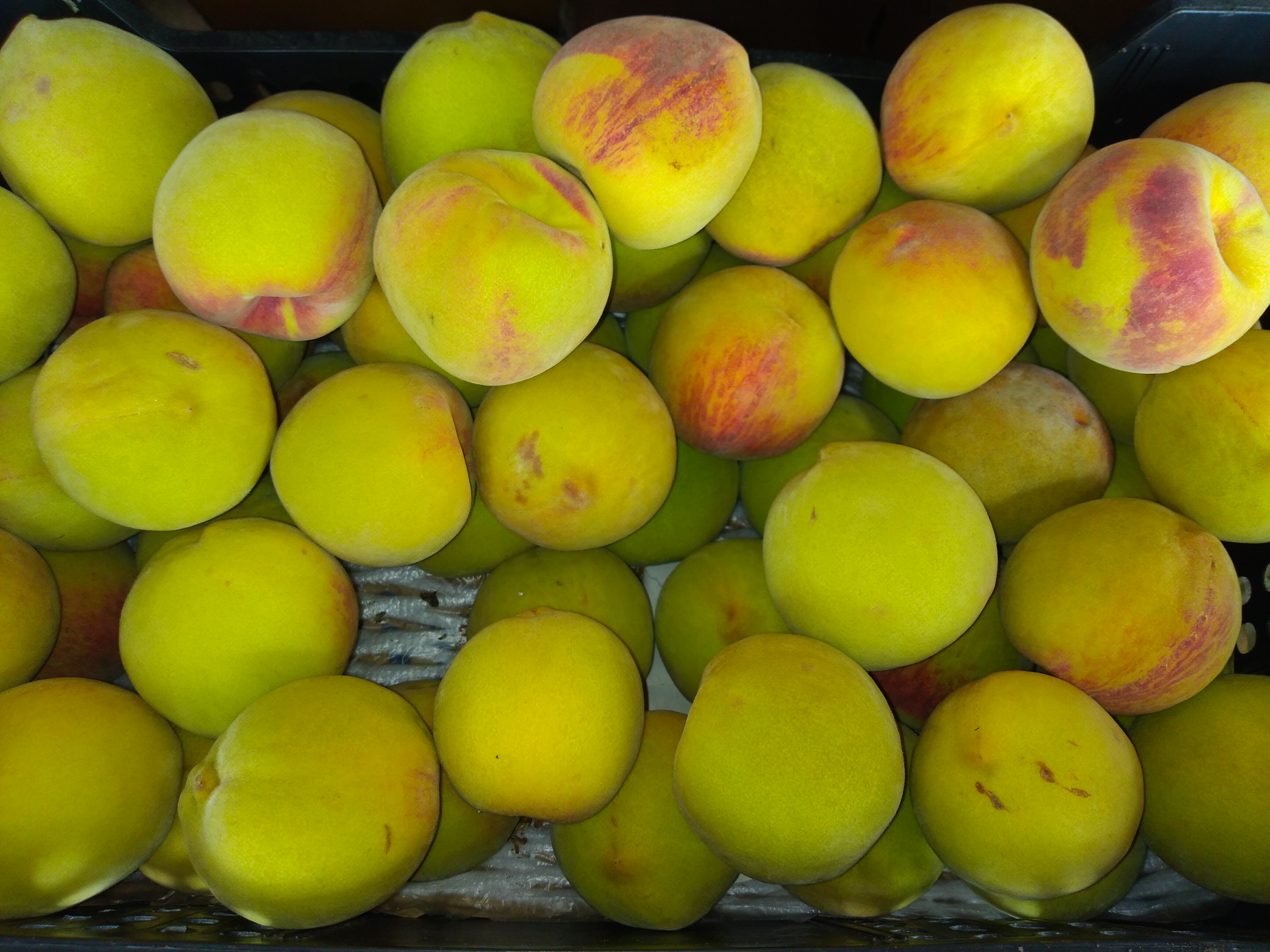 Durazno criollo