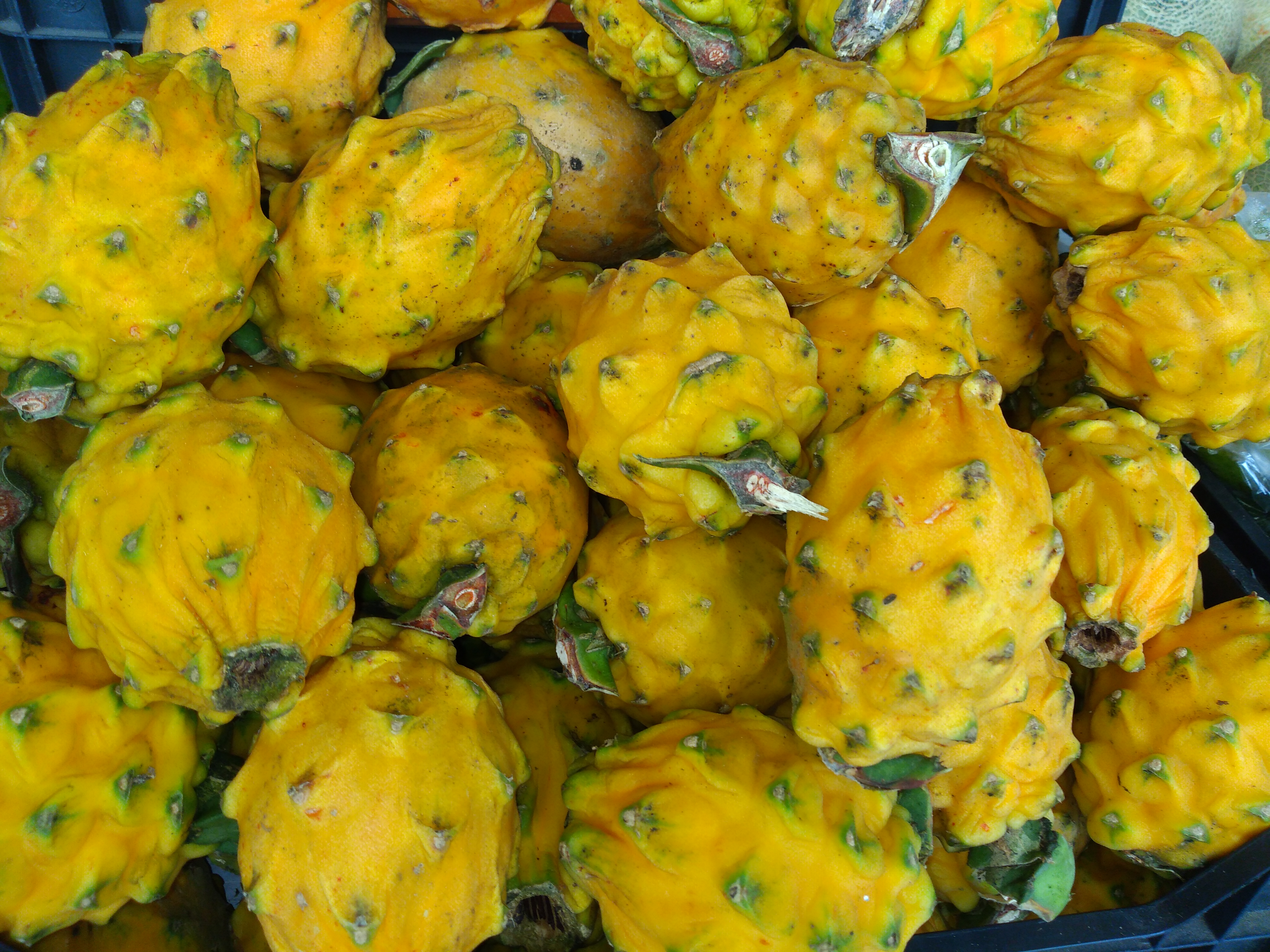 Pitaya