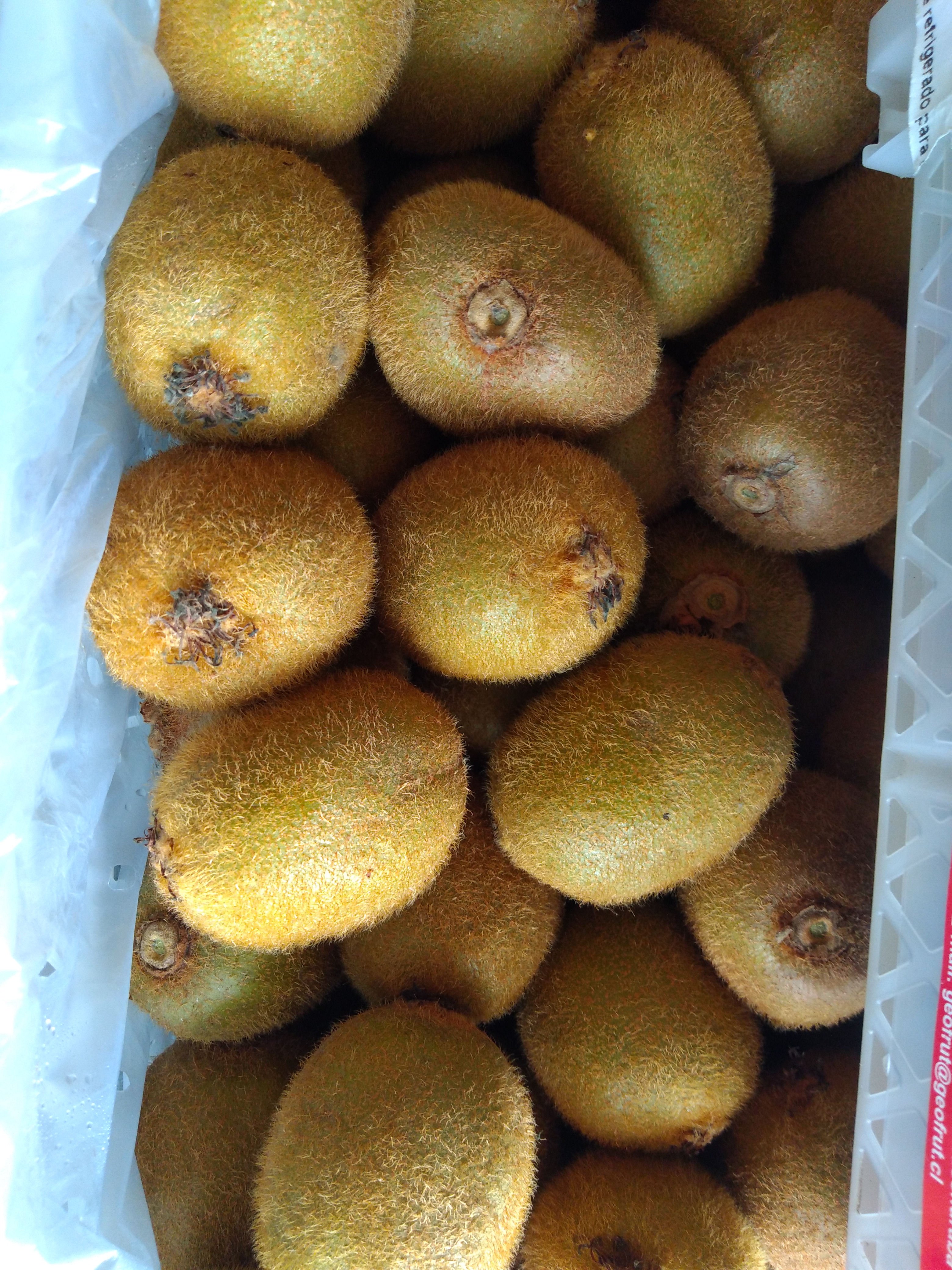 Kiwi