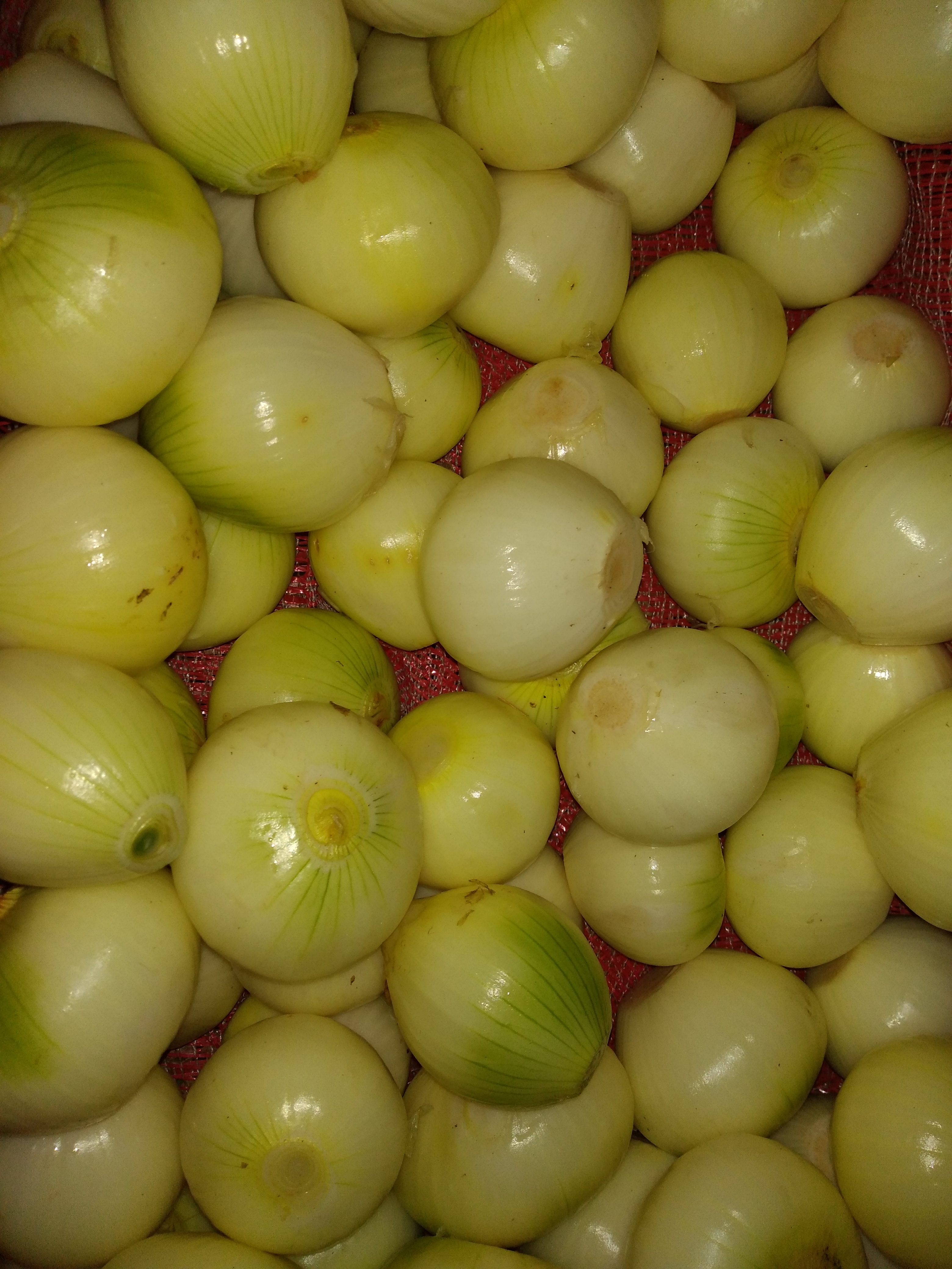Cebolla sin pelar