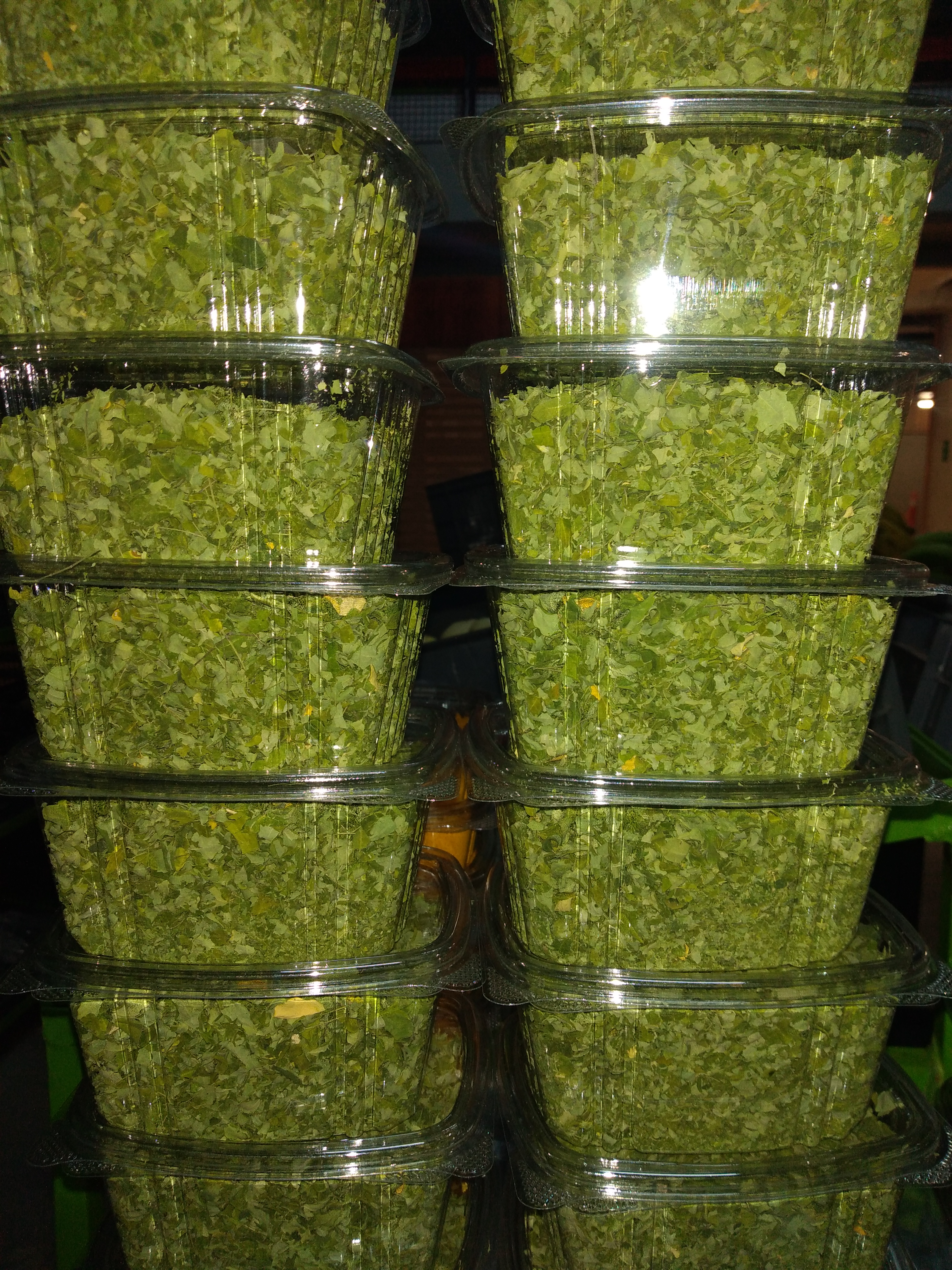 Moringa bandeja
