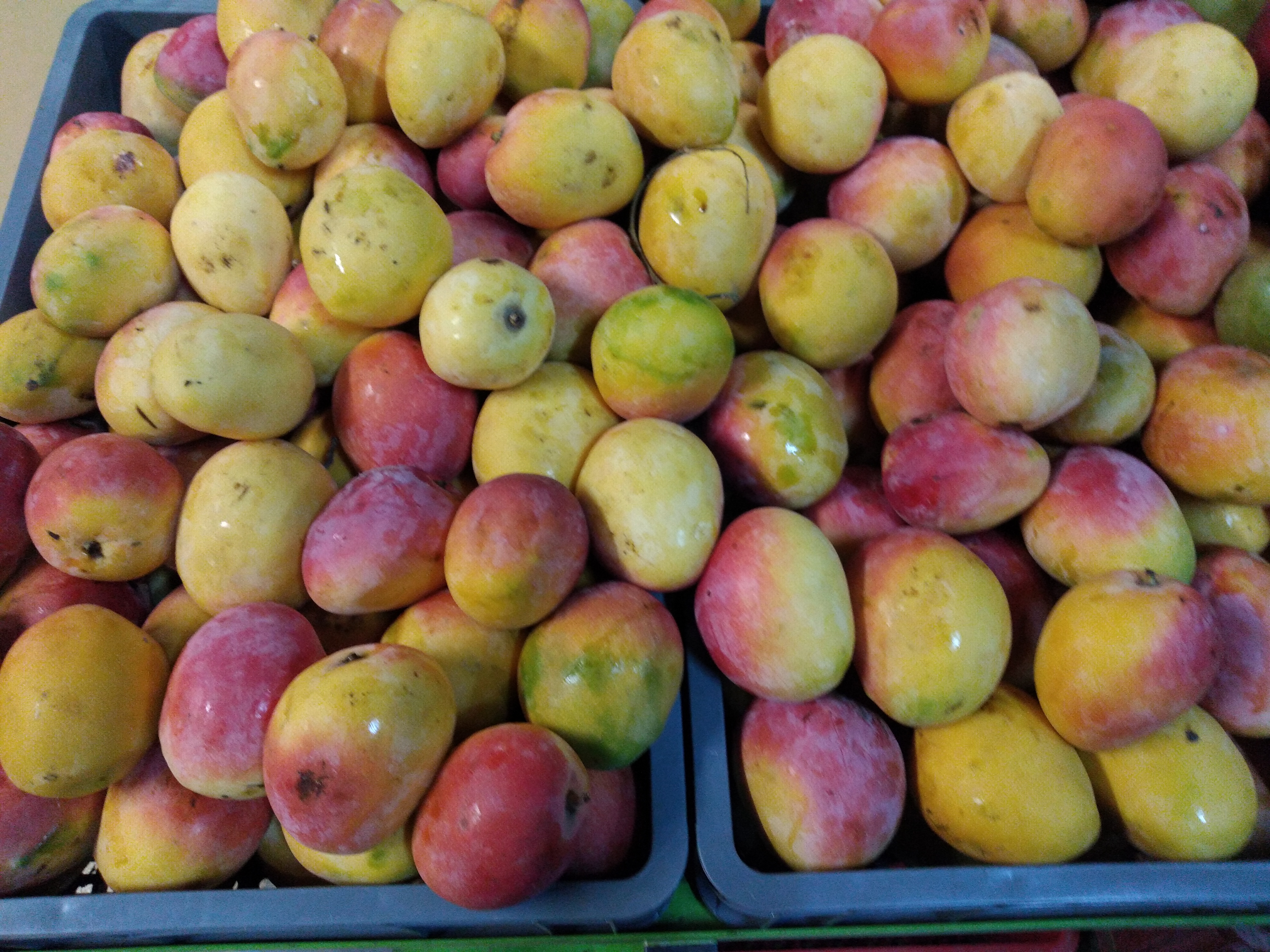 Mango manzano