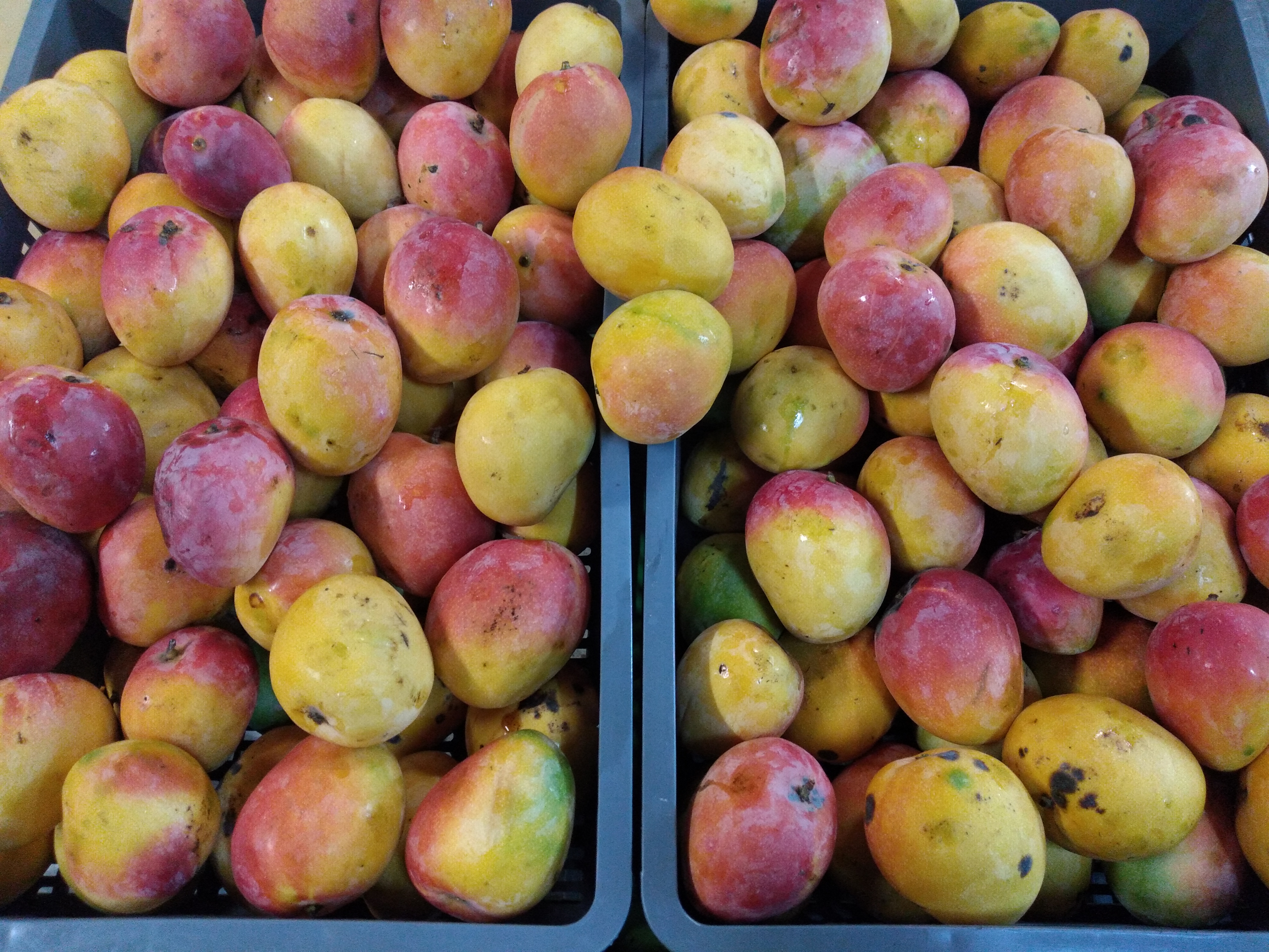 Mango manzano