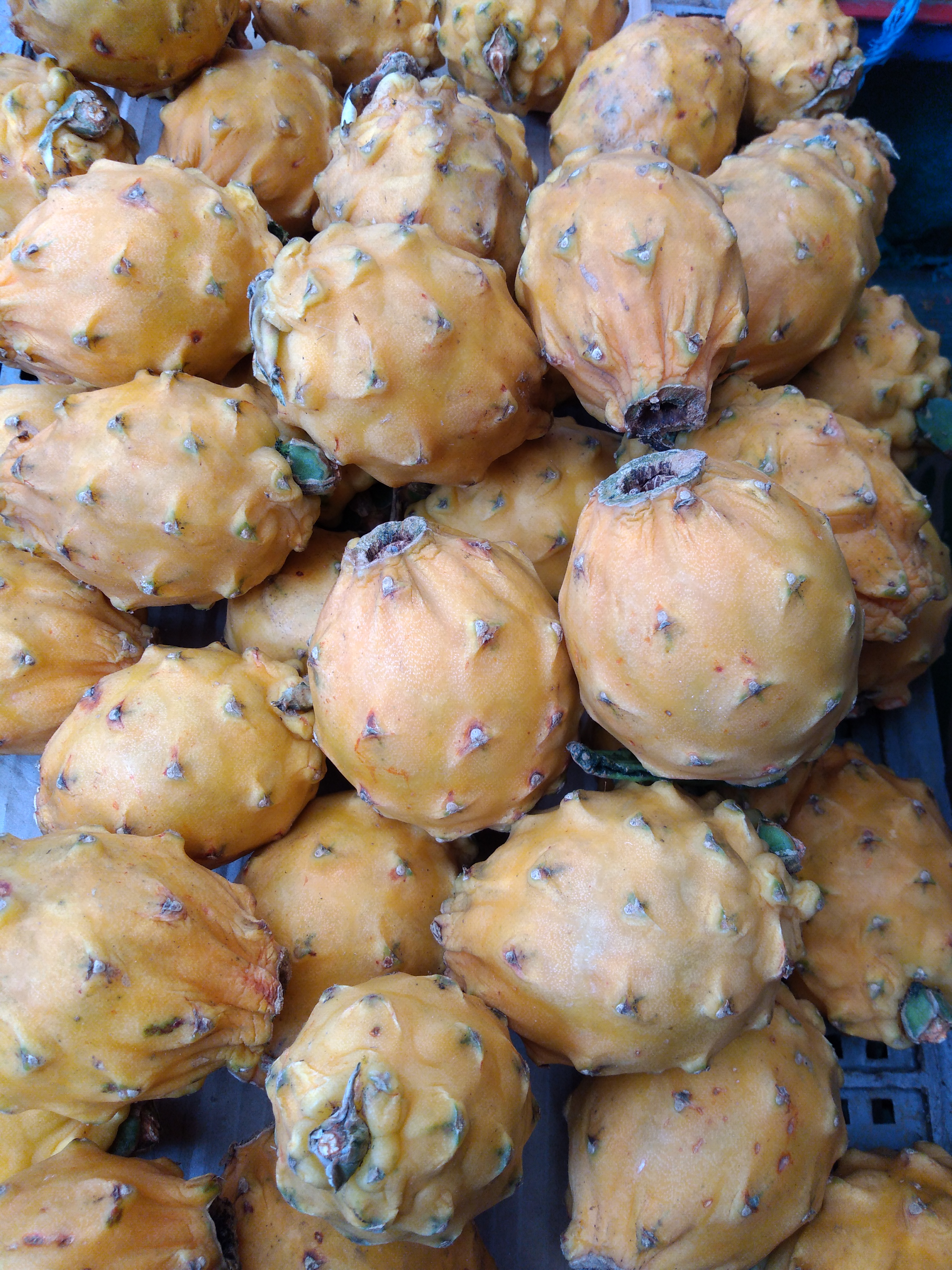 Pitaya