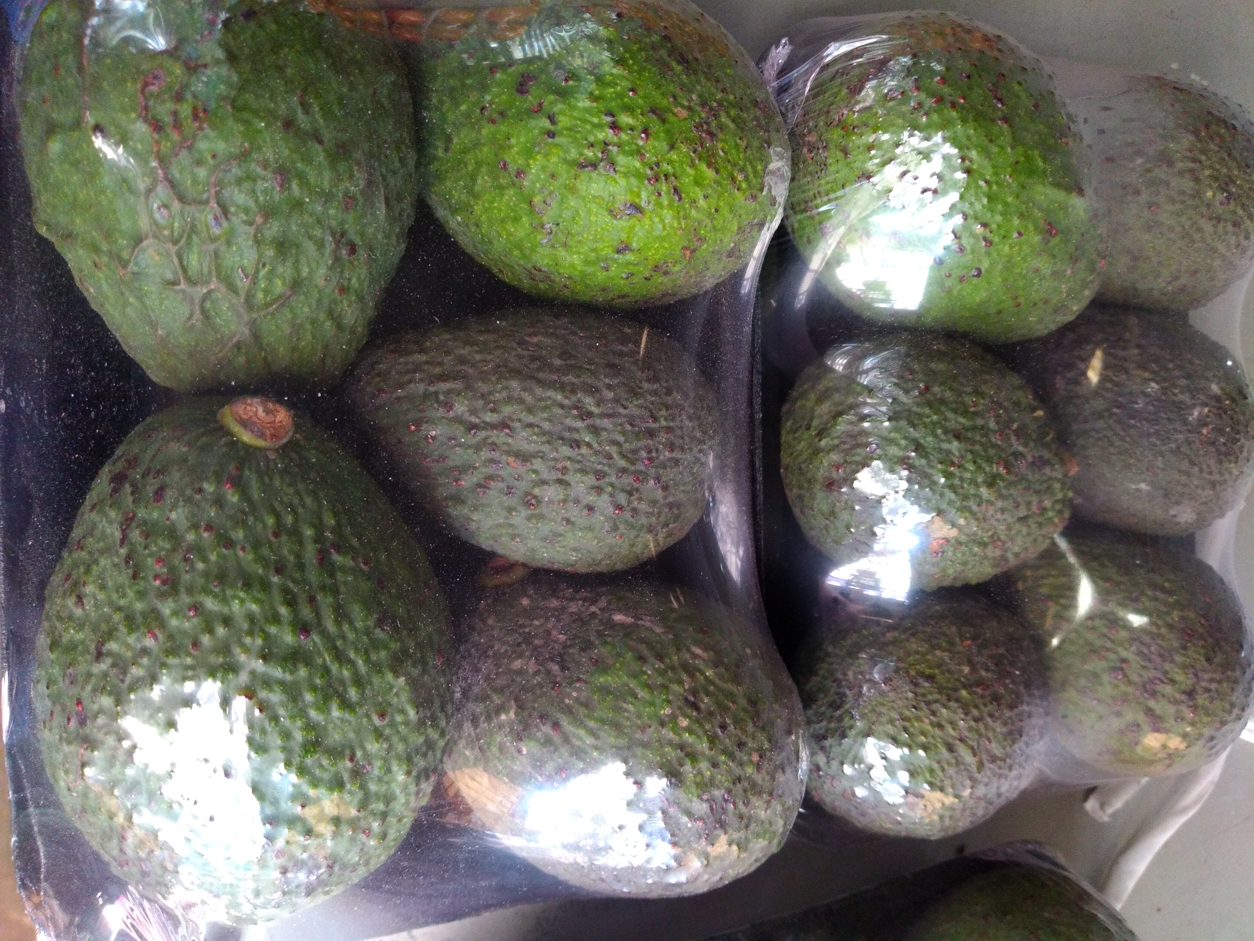 Aguacate Hass