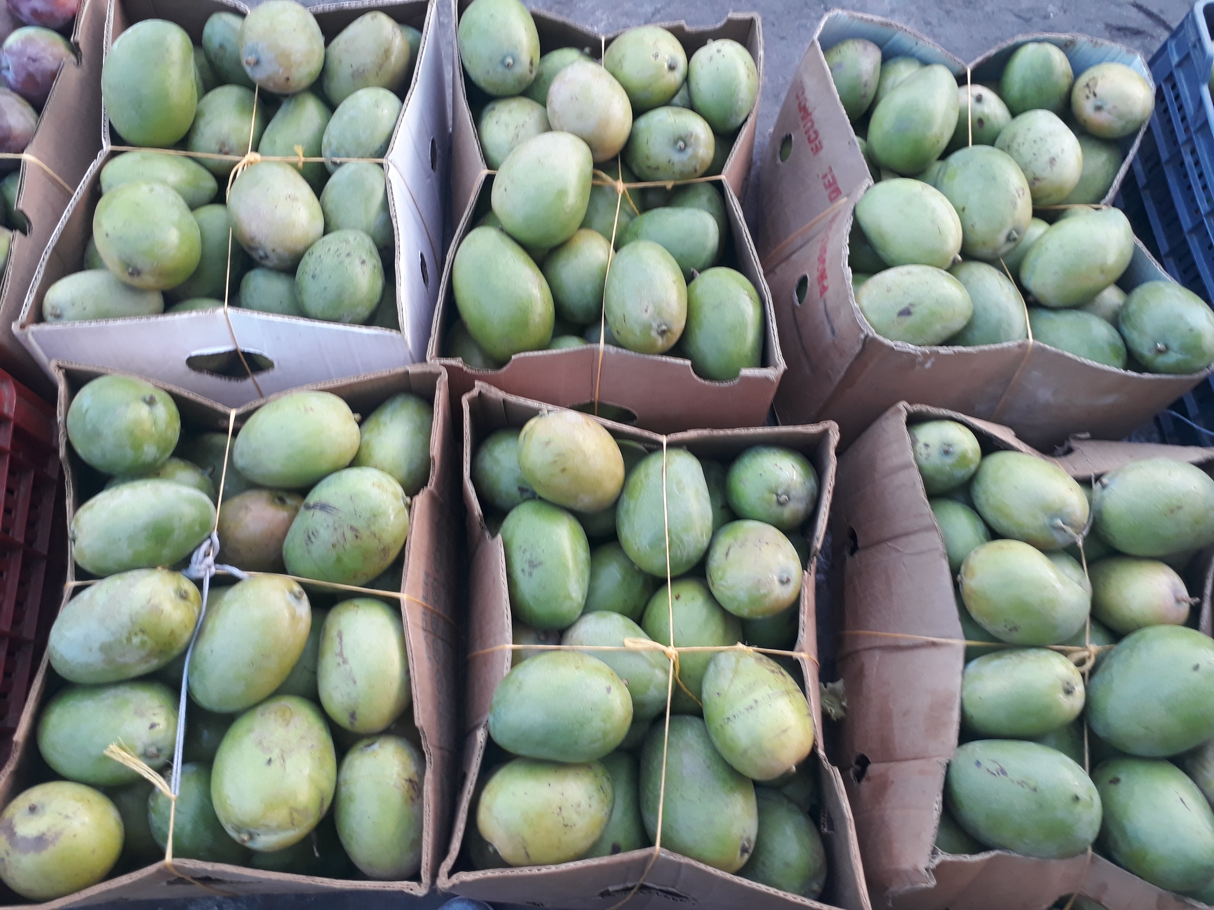 Mangos filipina