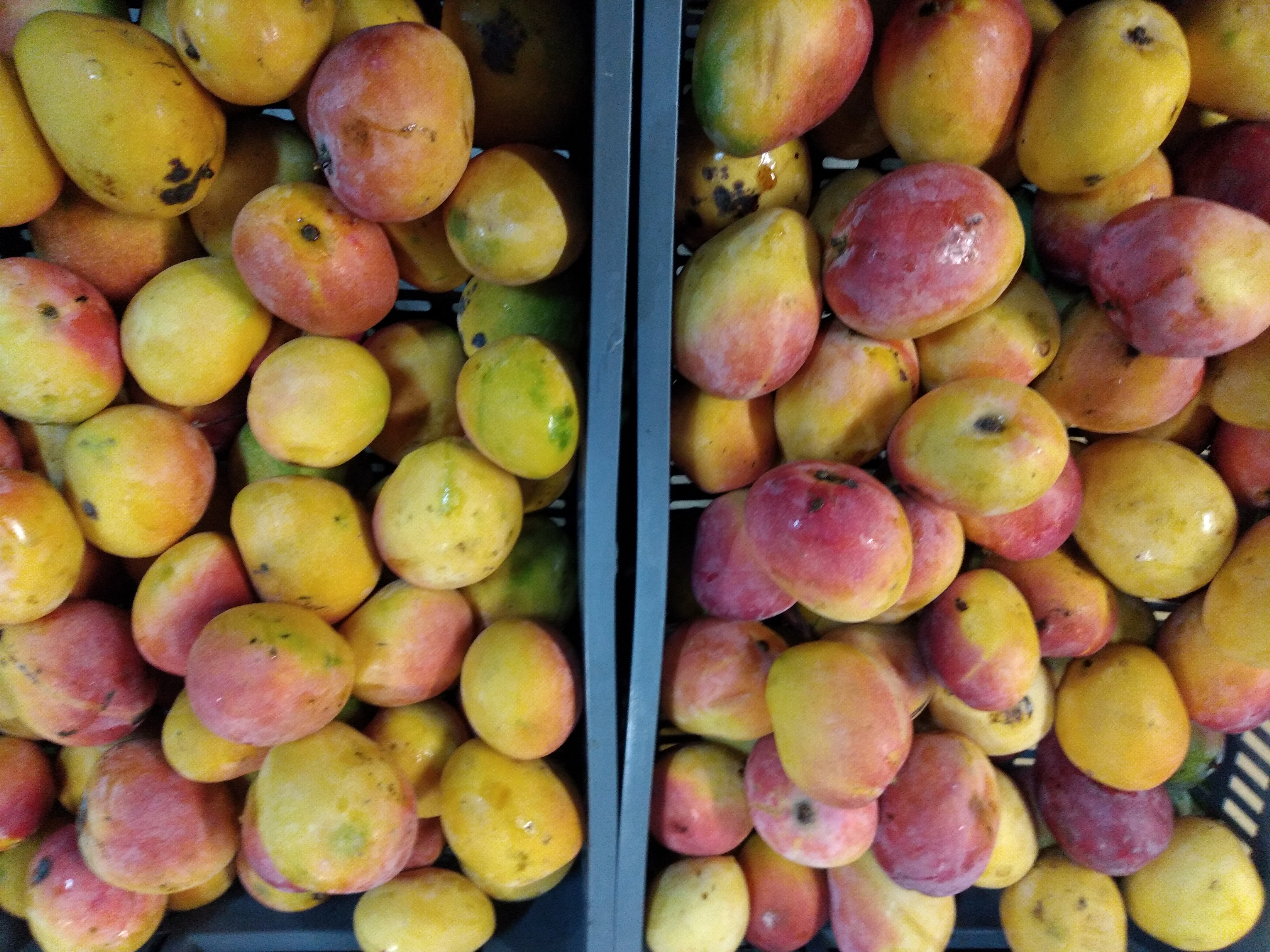 Mango manzano