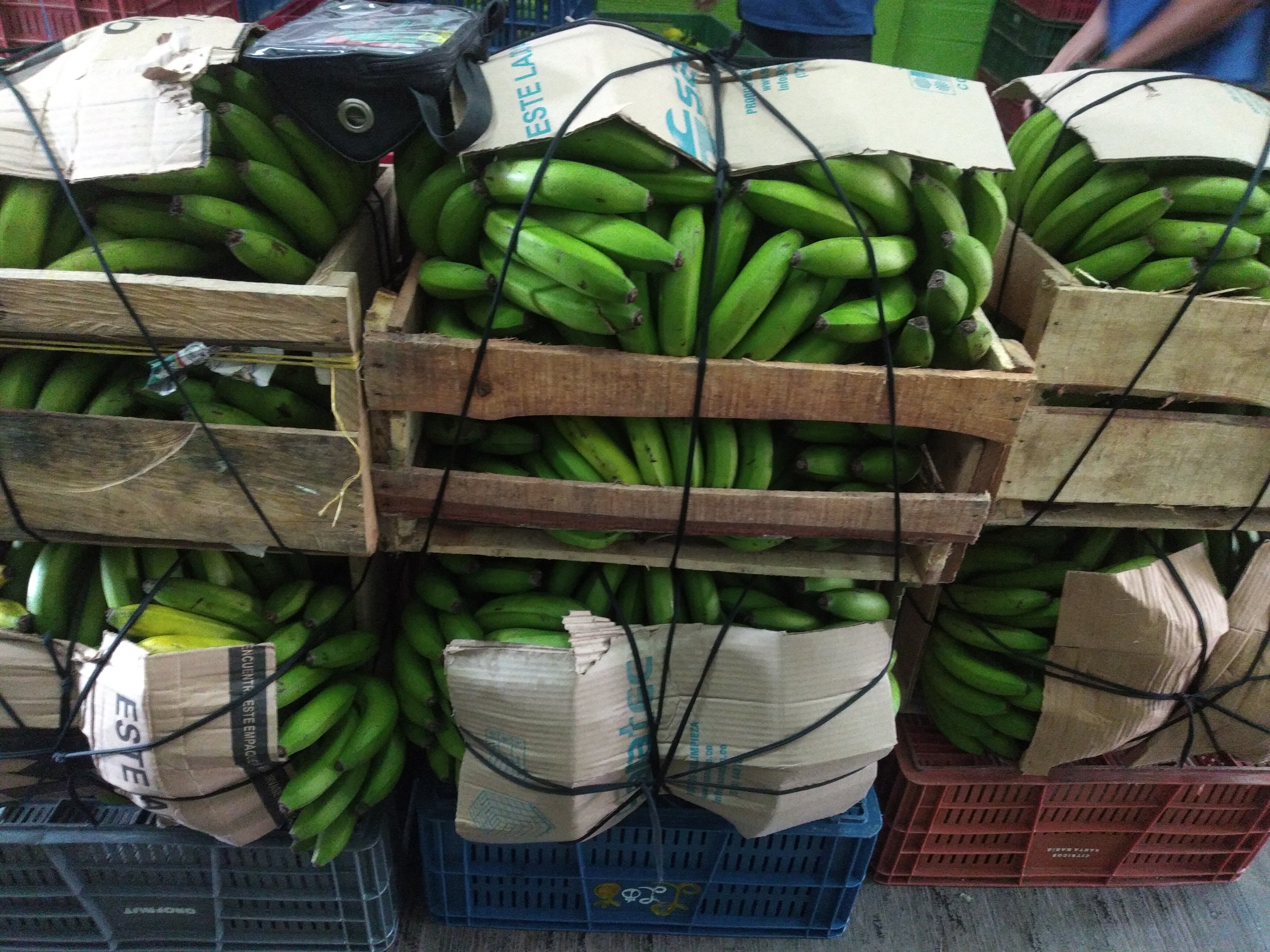Banano criollo