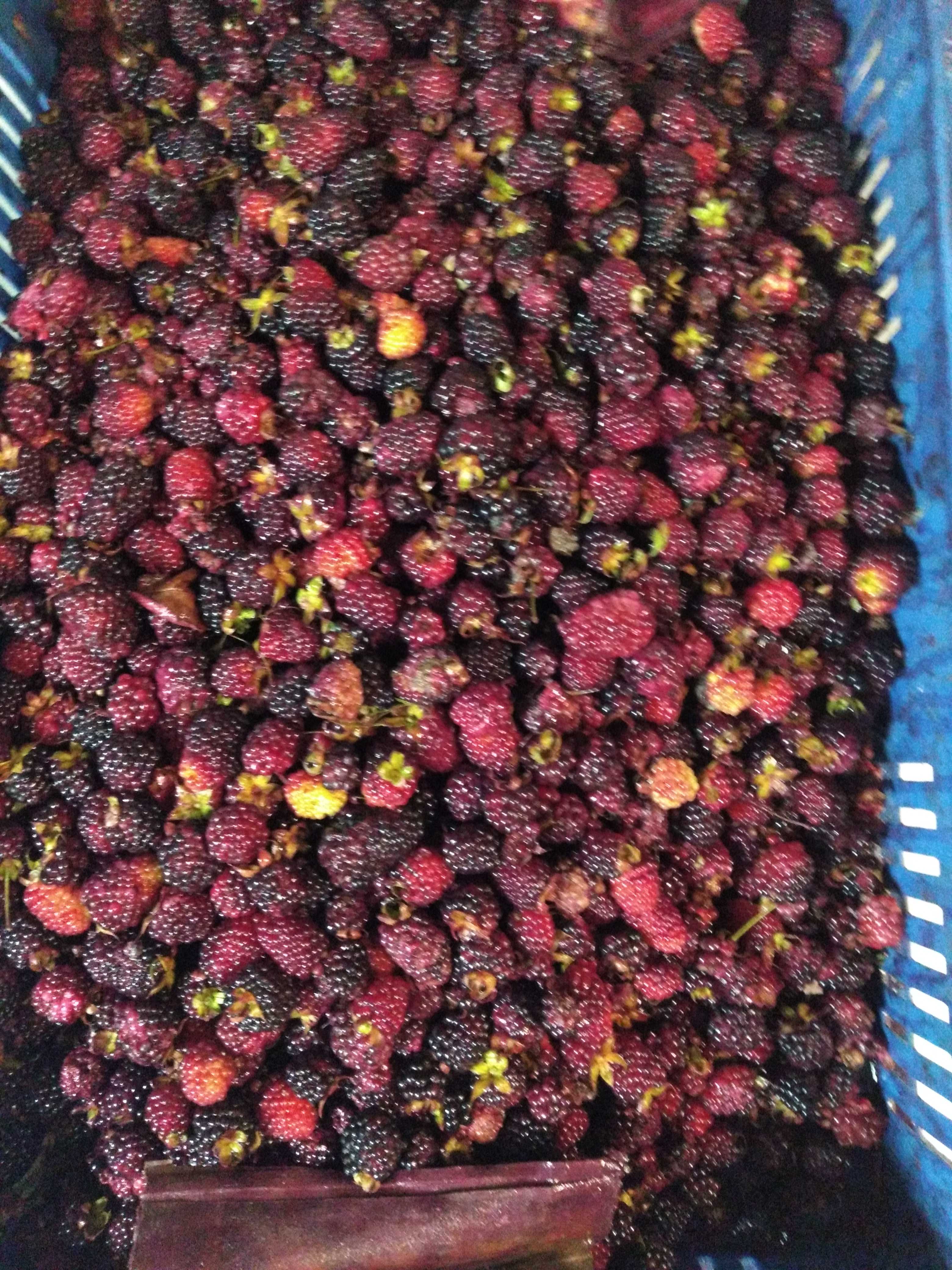 Moras del oriente