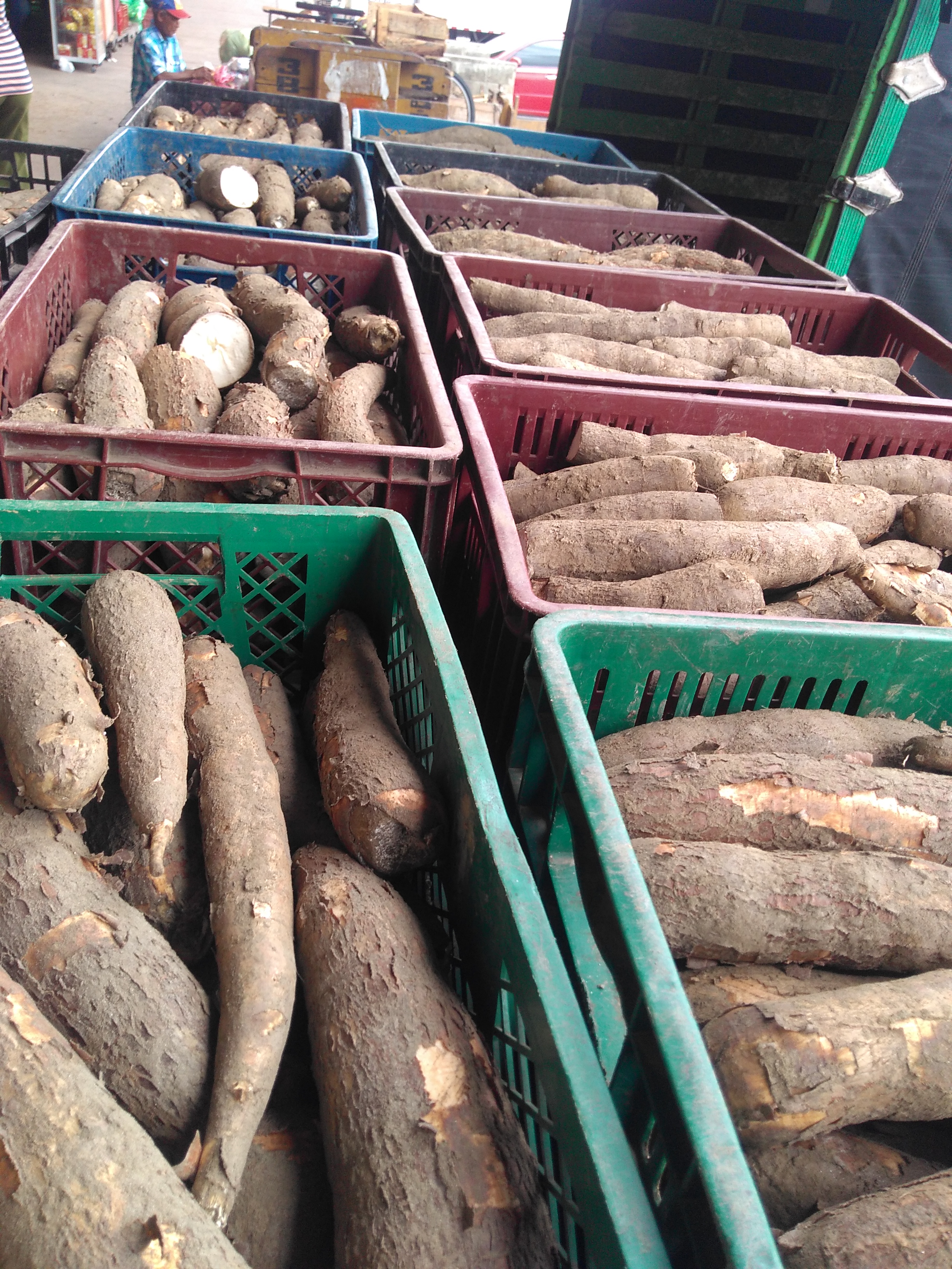 Yuca