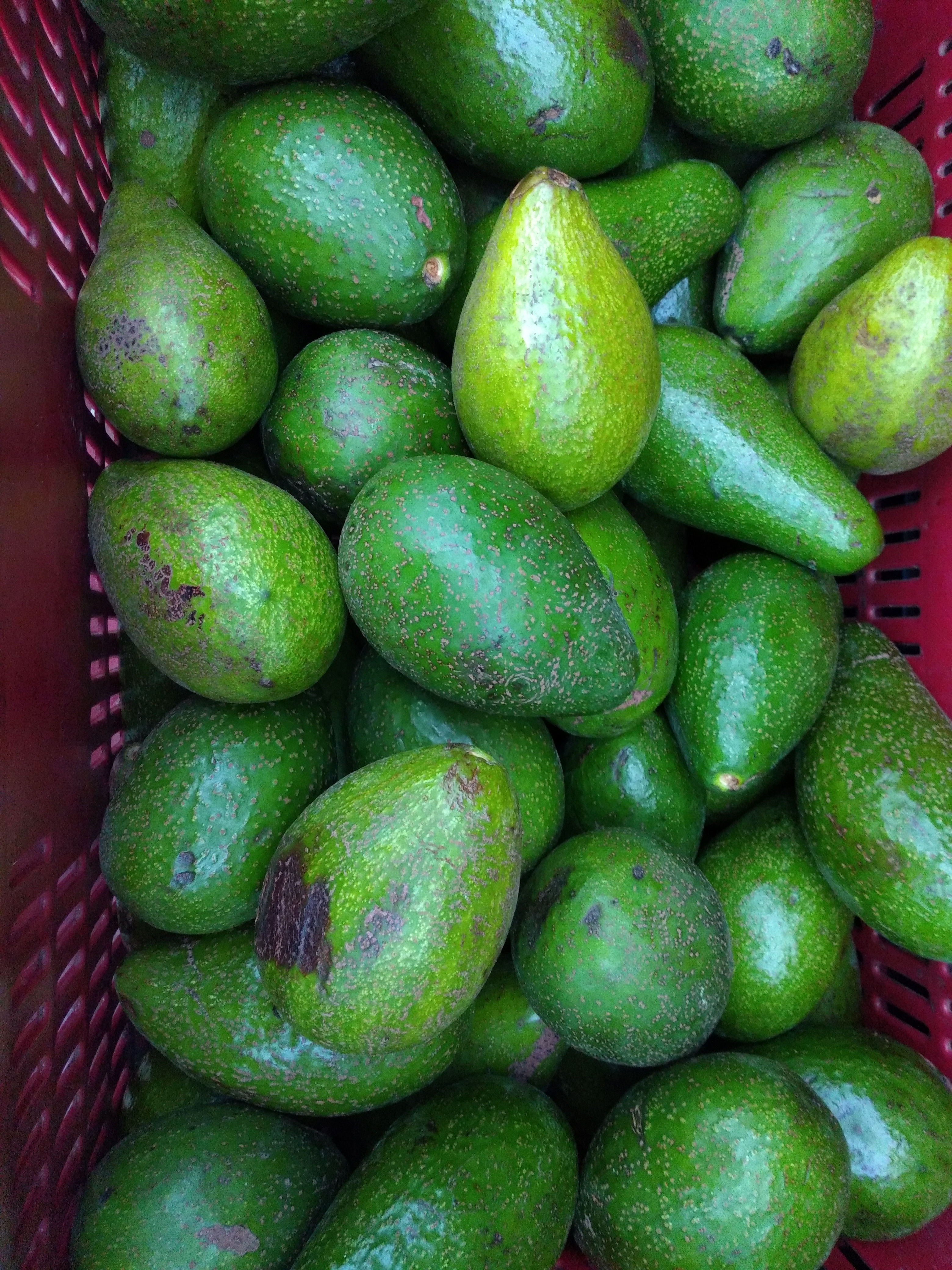Aguacate criollo