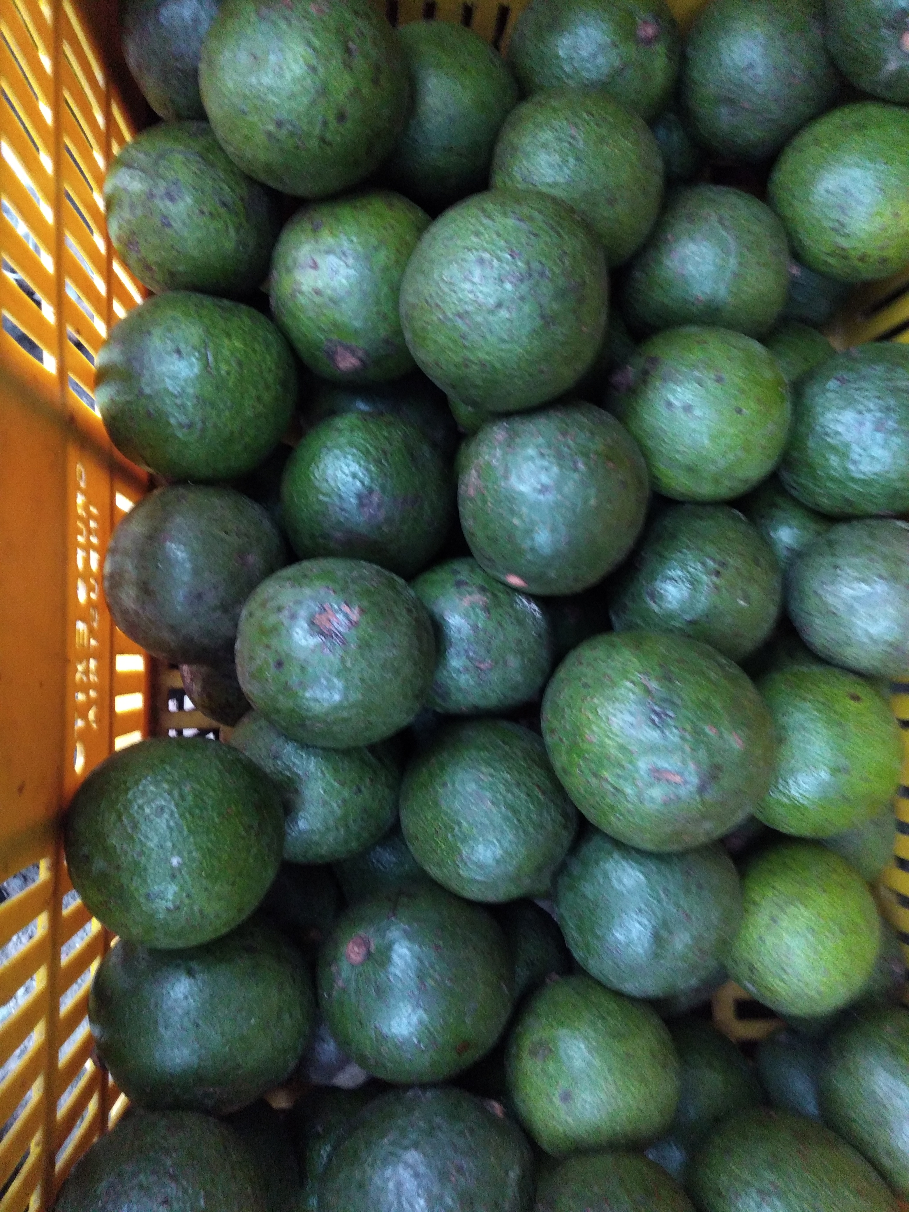 Aguacate reed