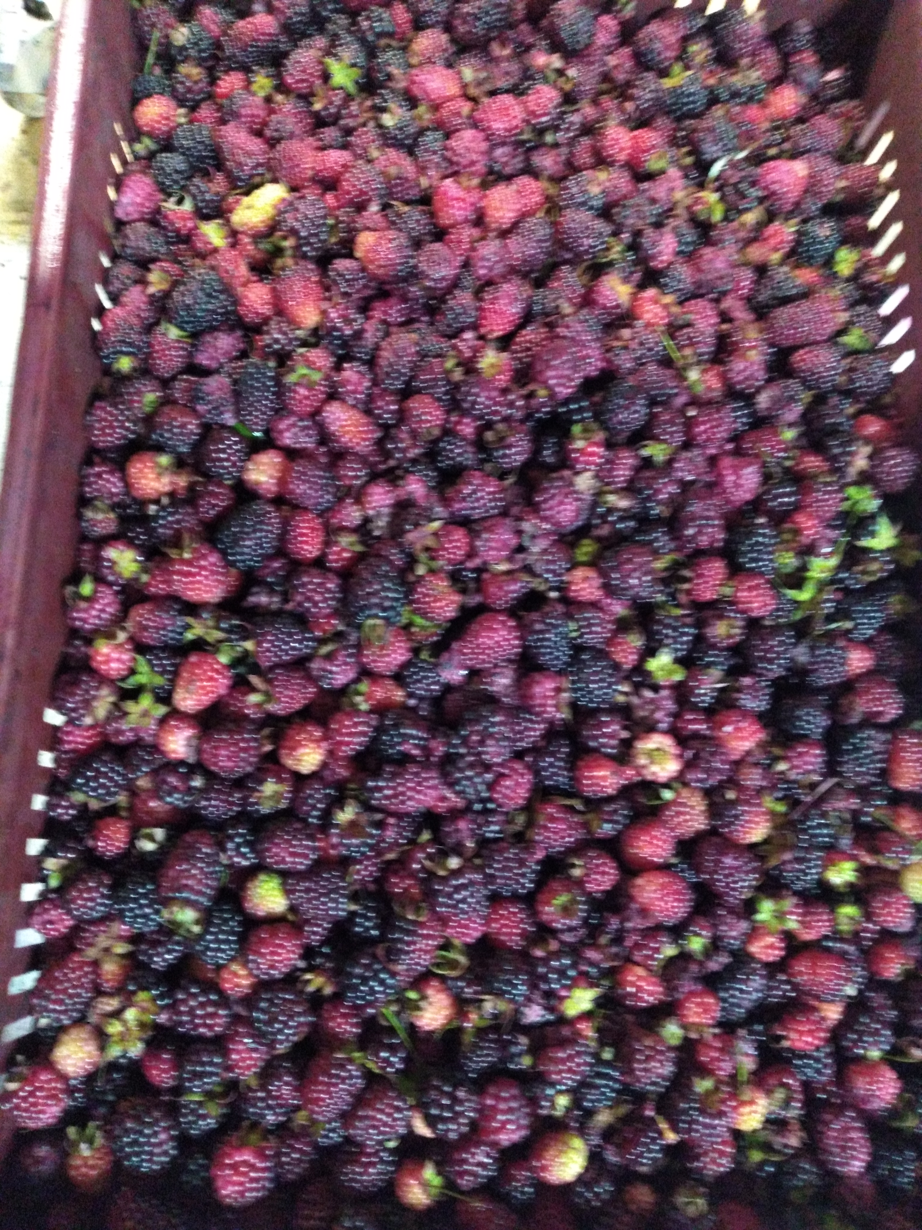 Moras del oriente
