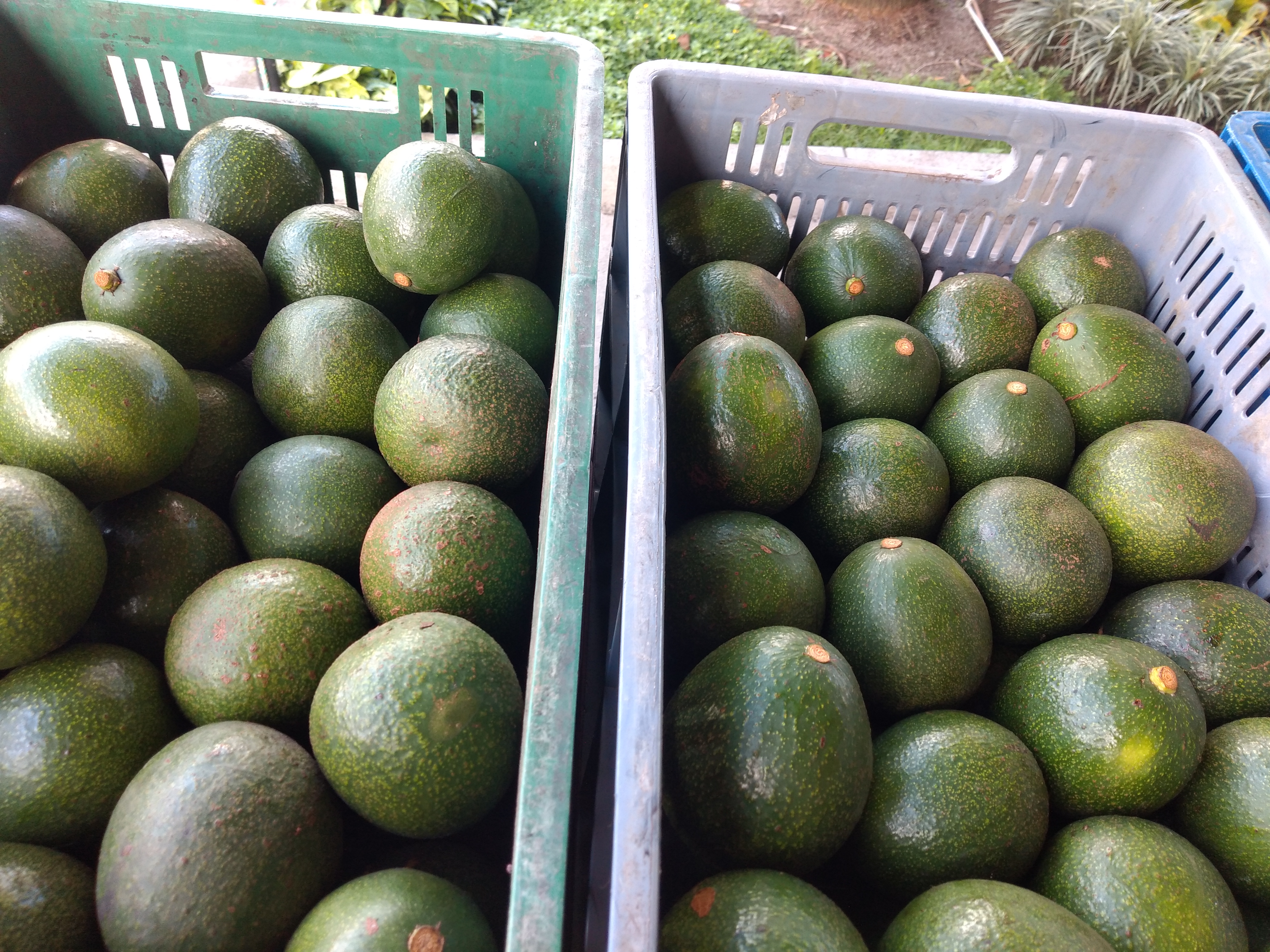 Aguacate injerto reed