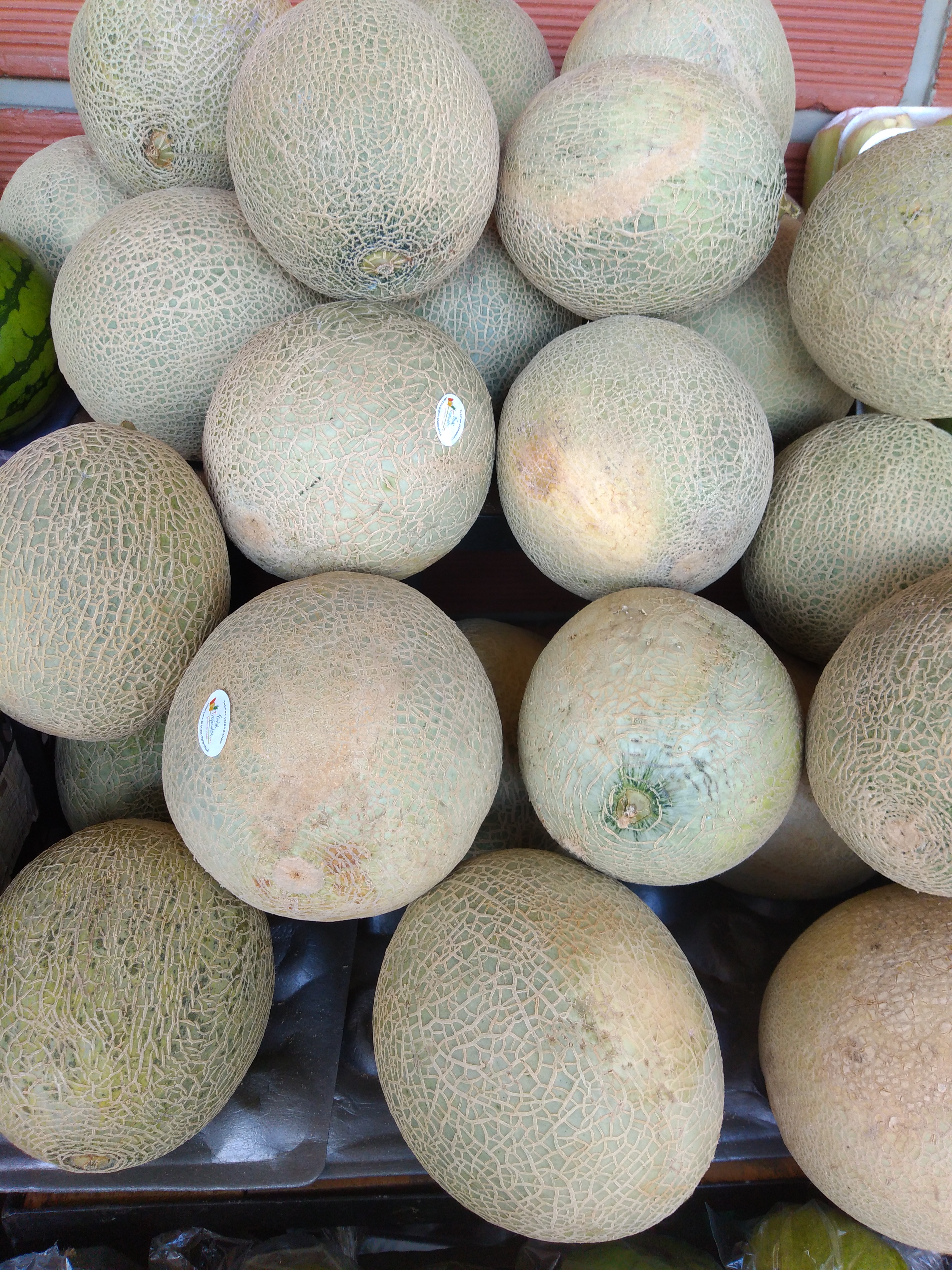 Melón
