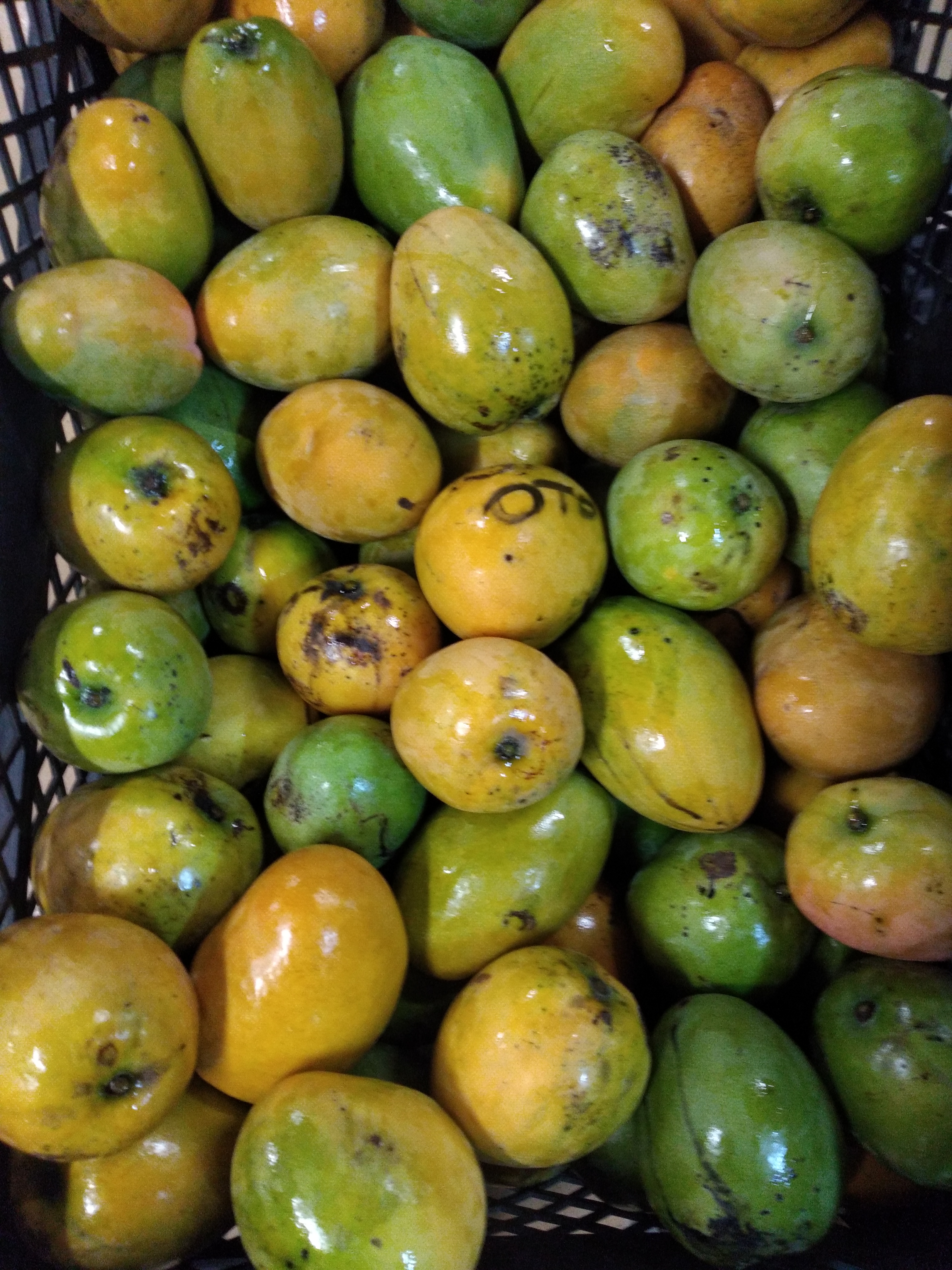 Mango criollo