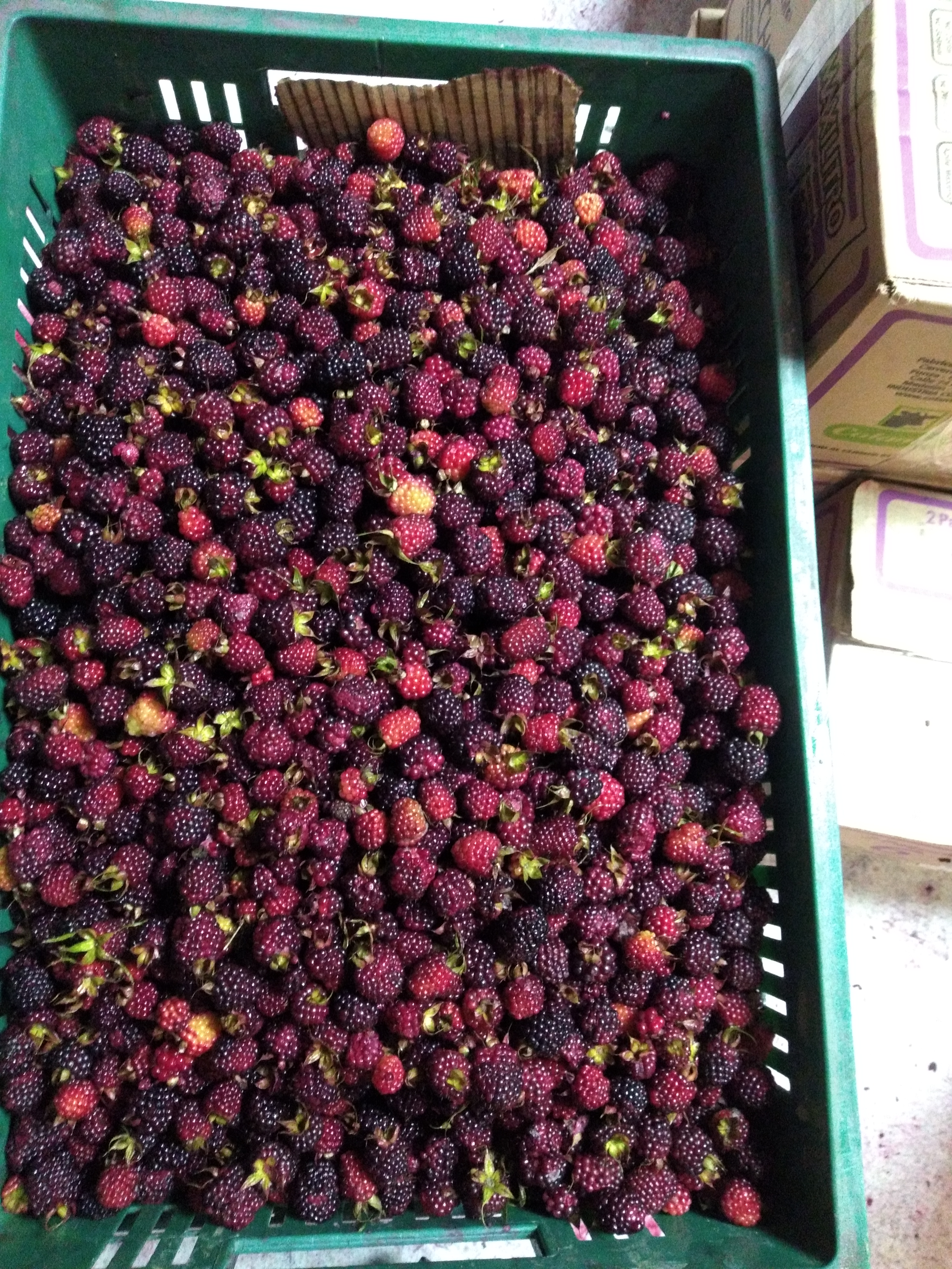 Moras del oriente