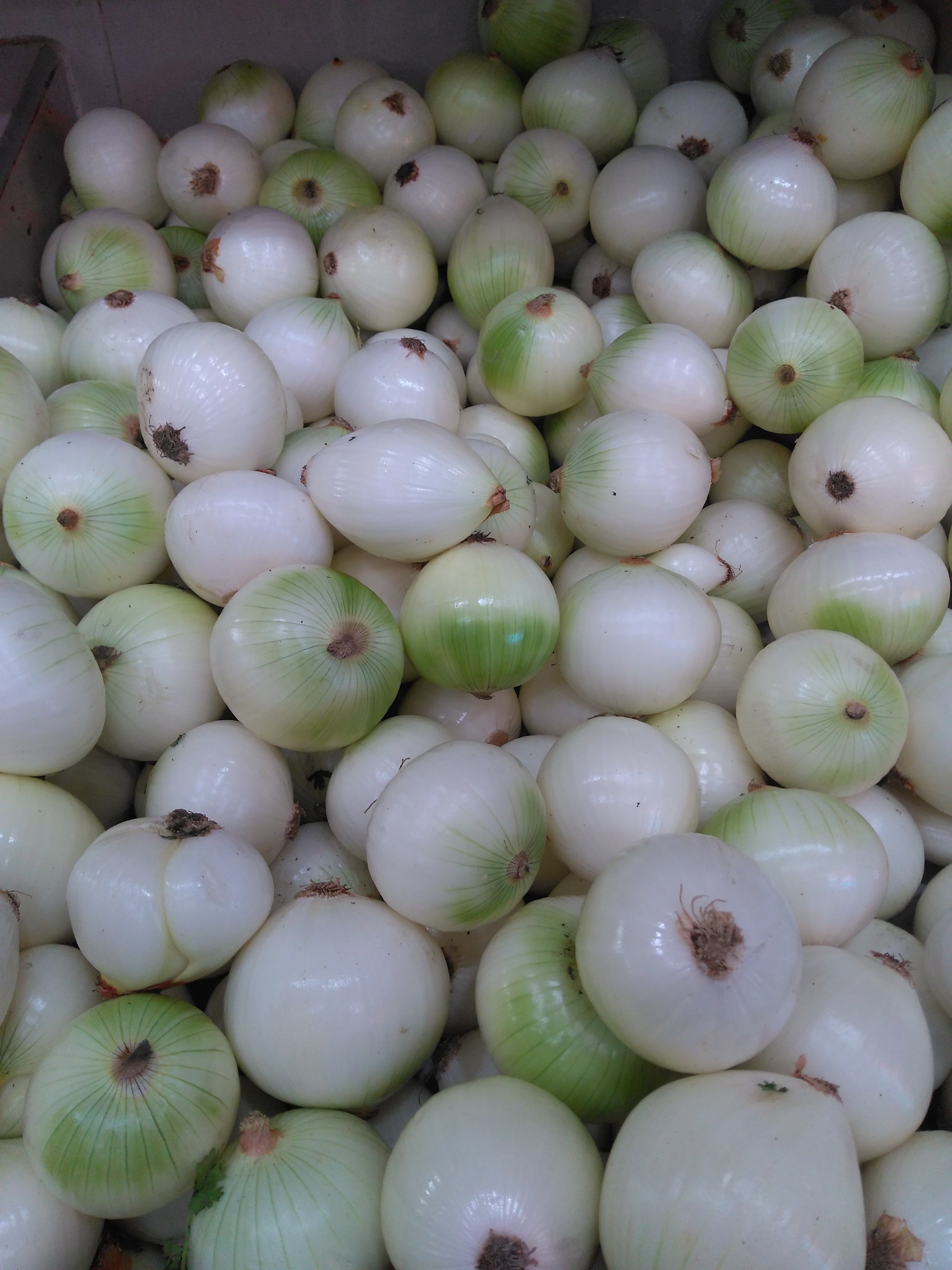 Cebolla blanca limpia