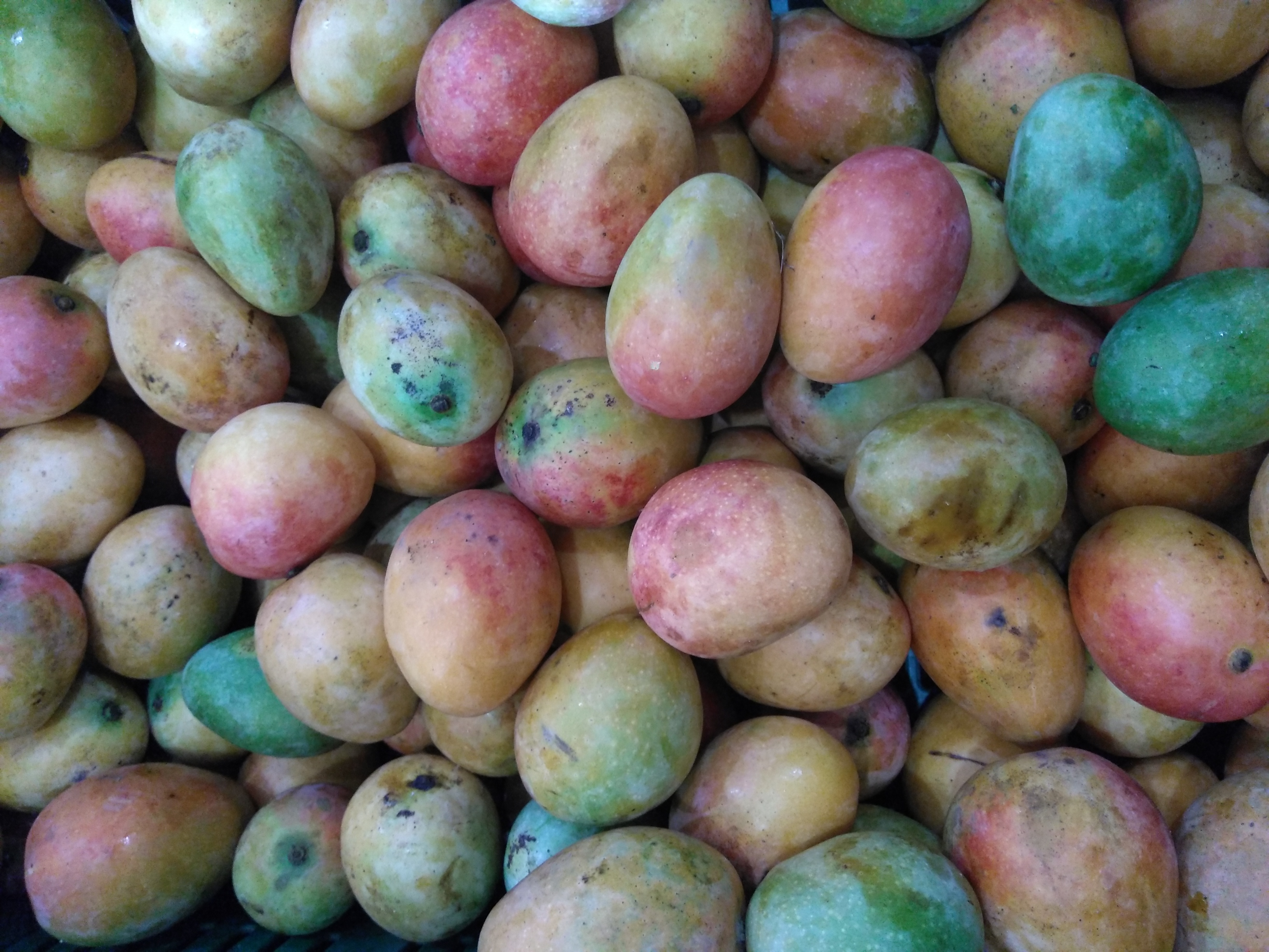 Mango de azúcar