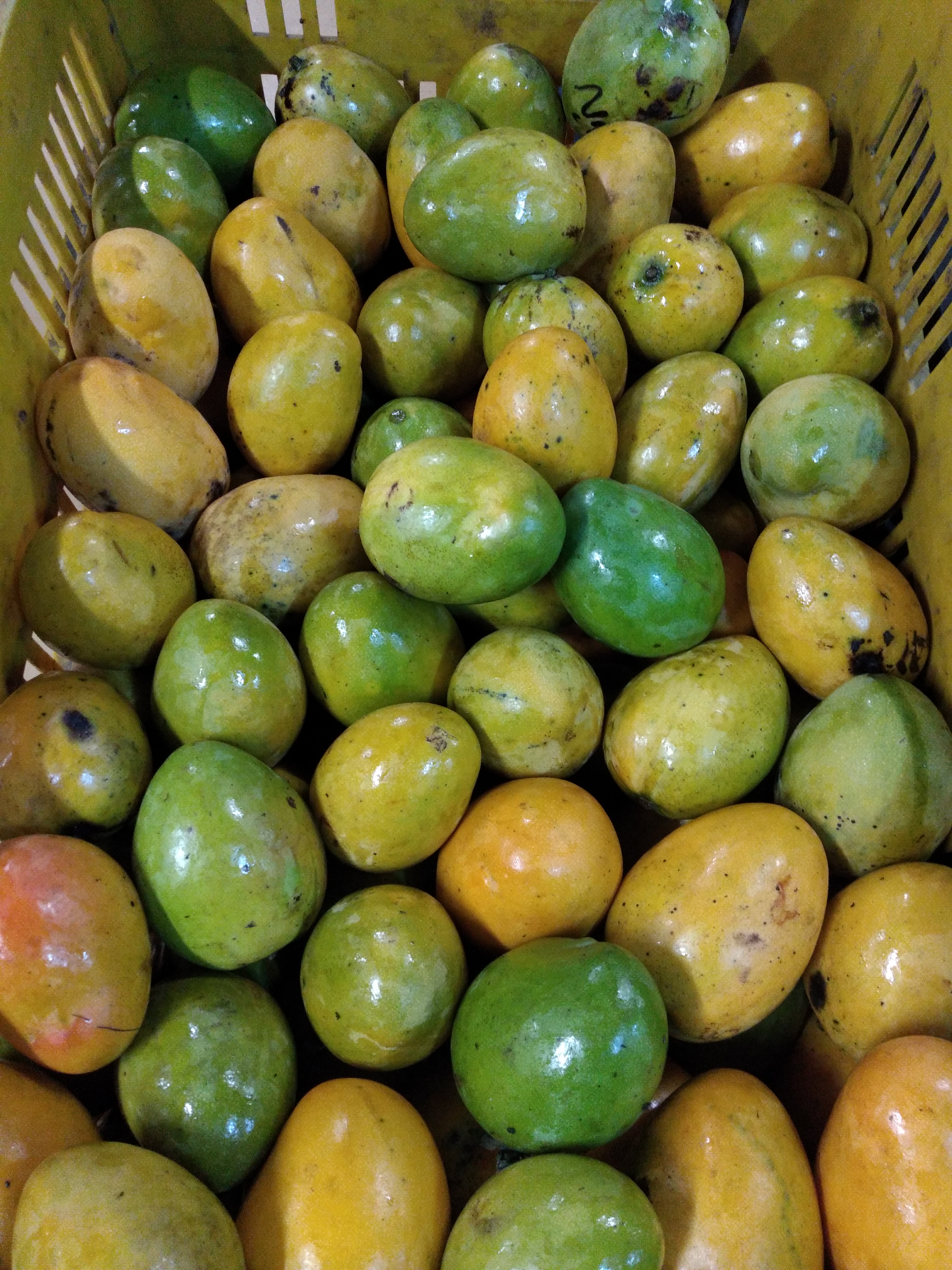 Mango criollo