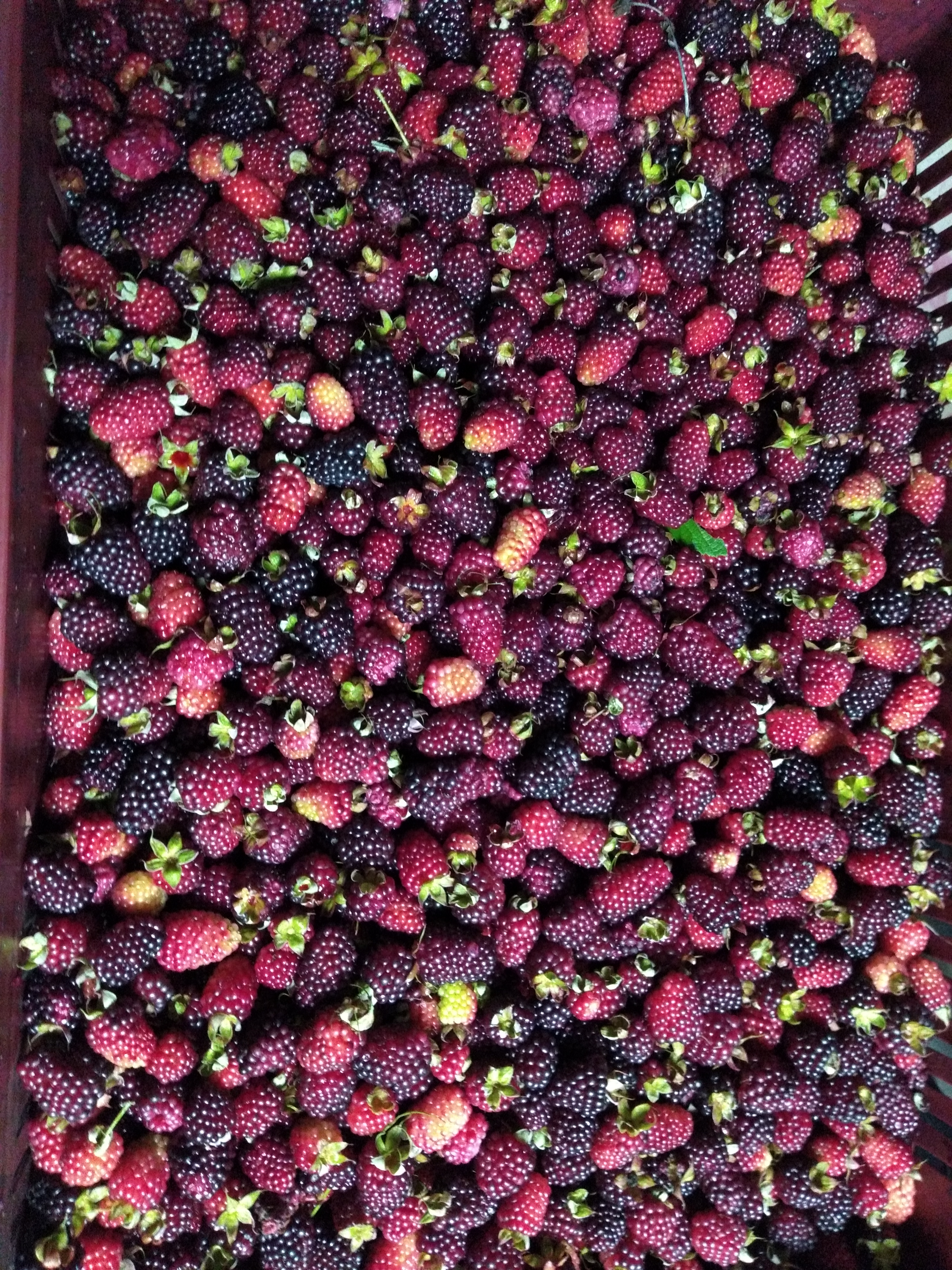 Moras del oriente