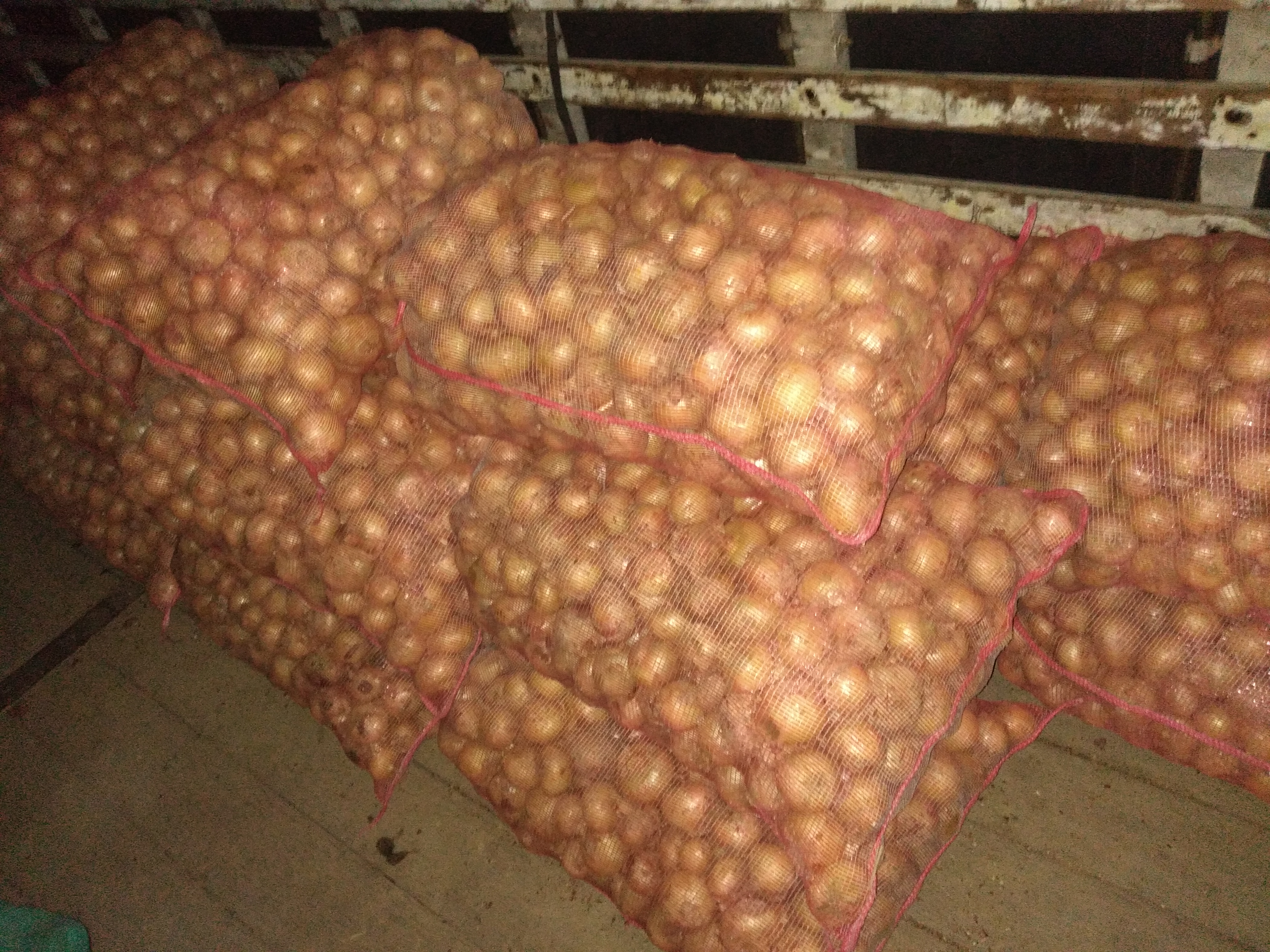 Cebolla blanca bulto x 48 kg