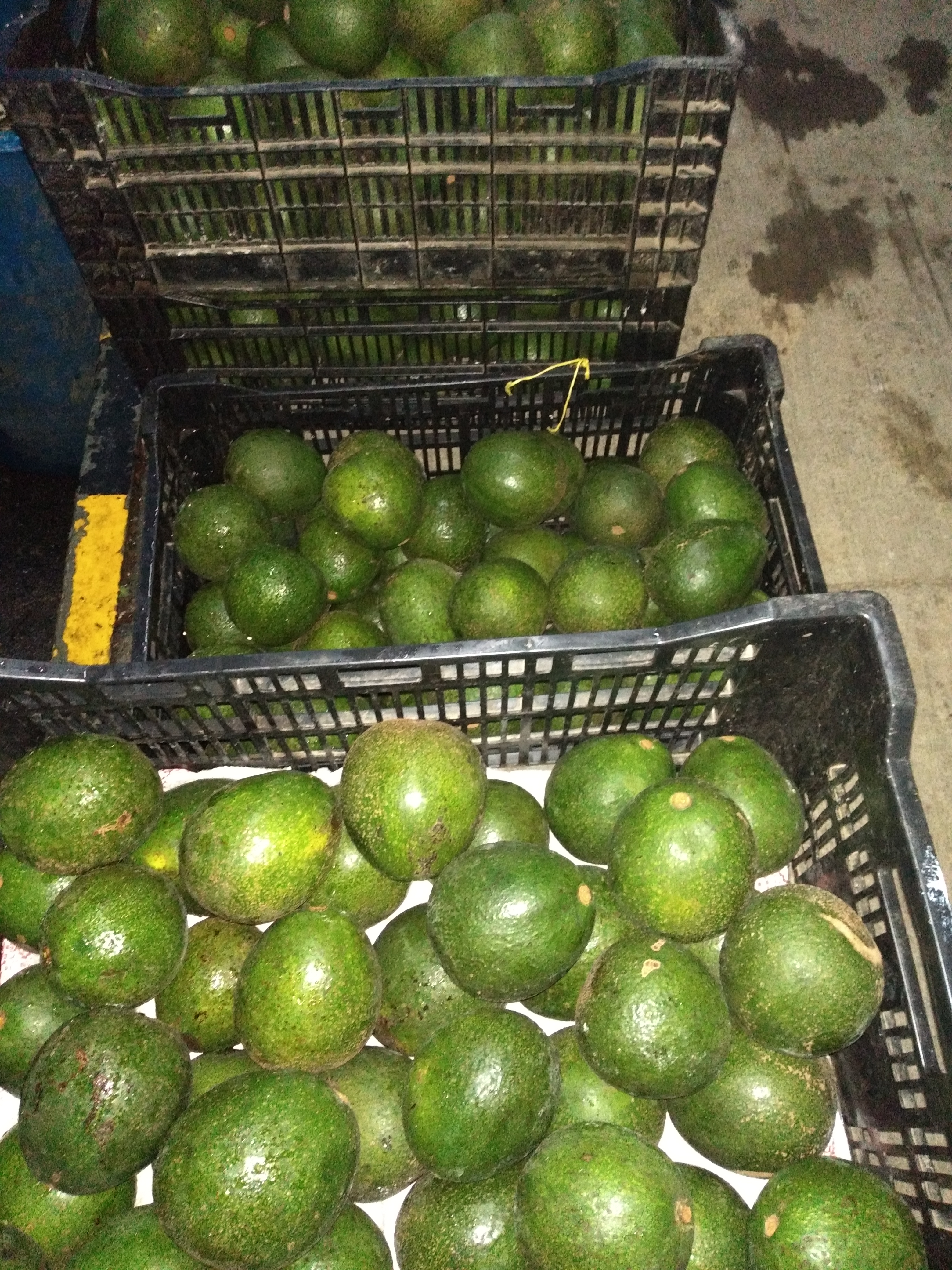 Aguacate reed maduro