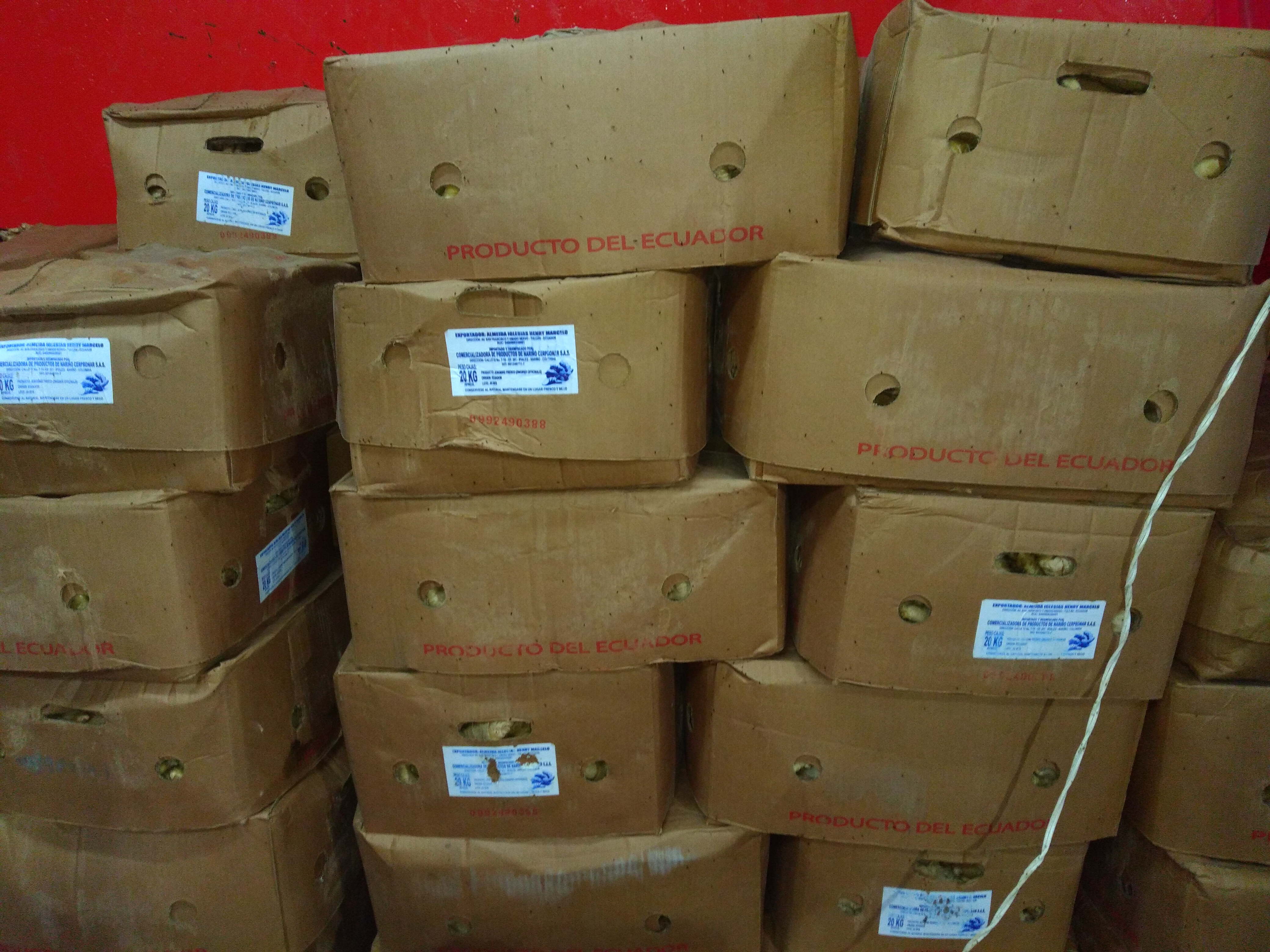 Jengibre caja x 20 kg