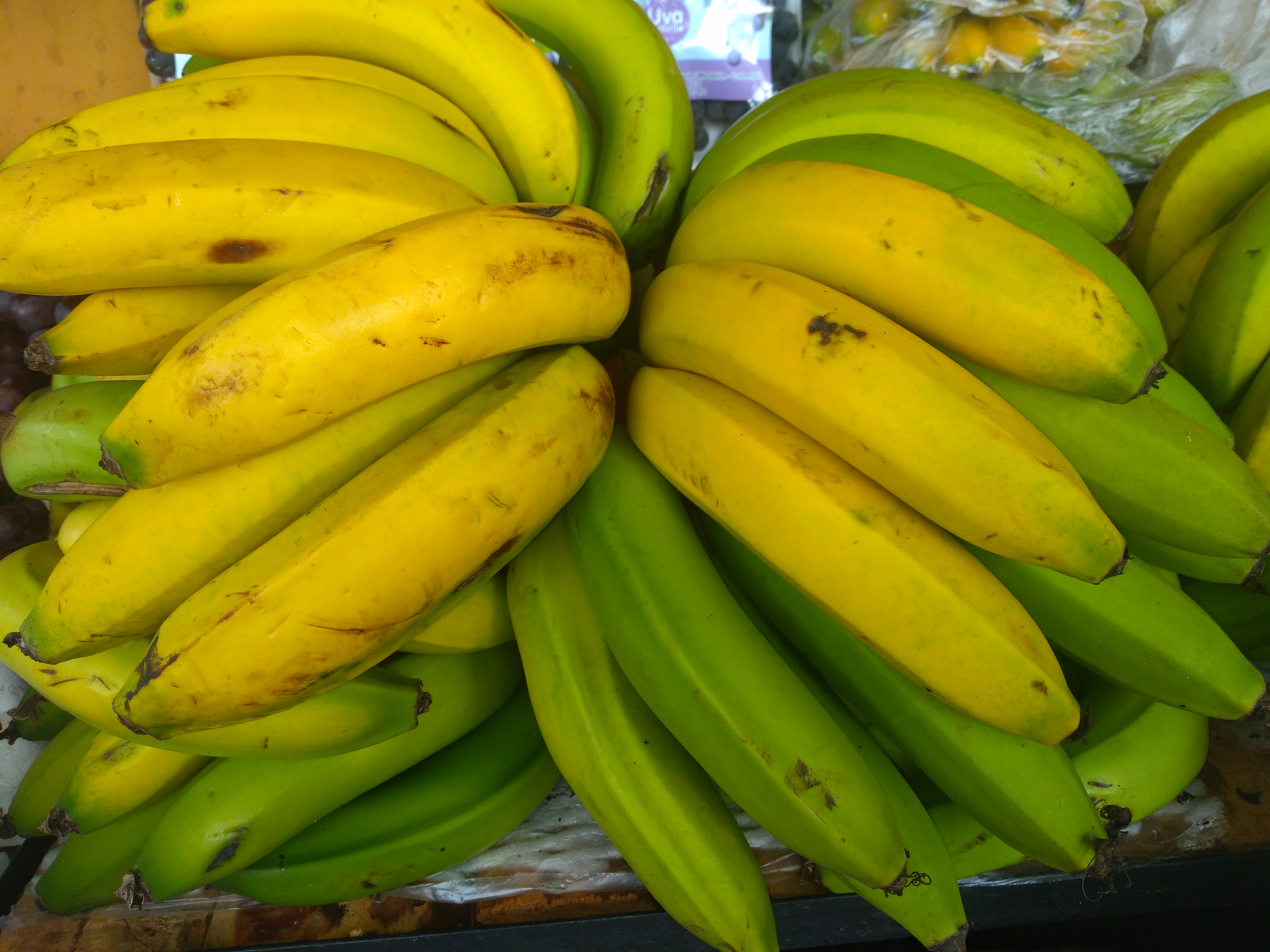 Banano criollo